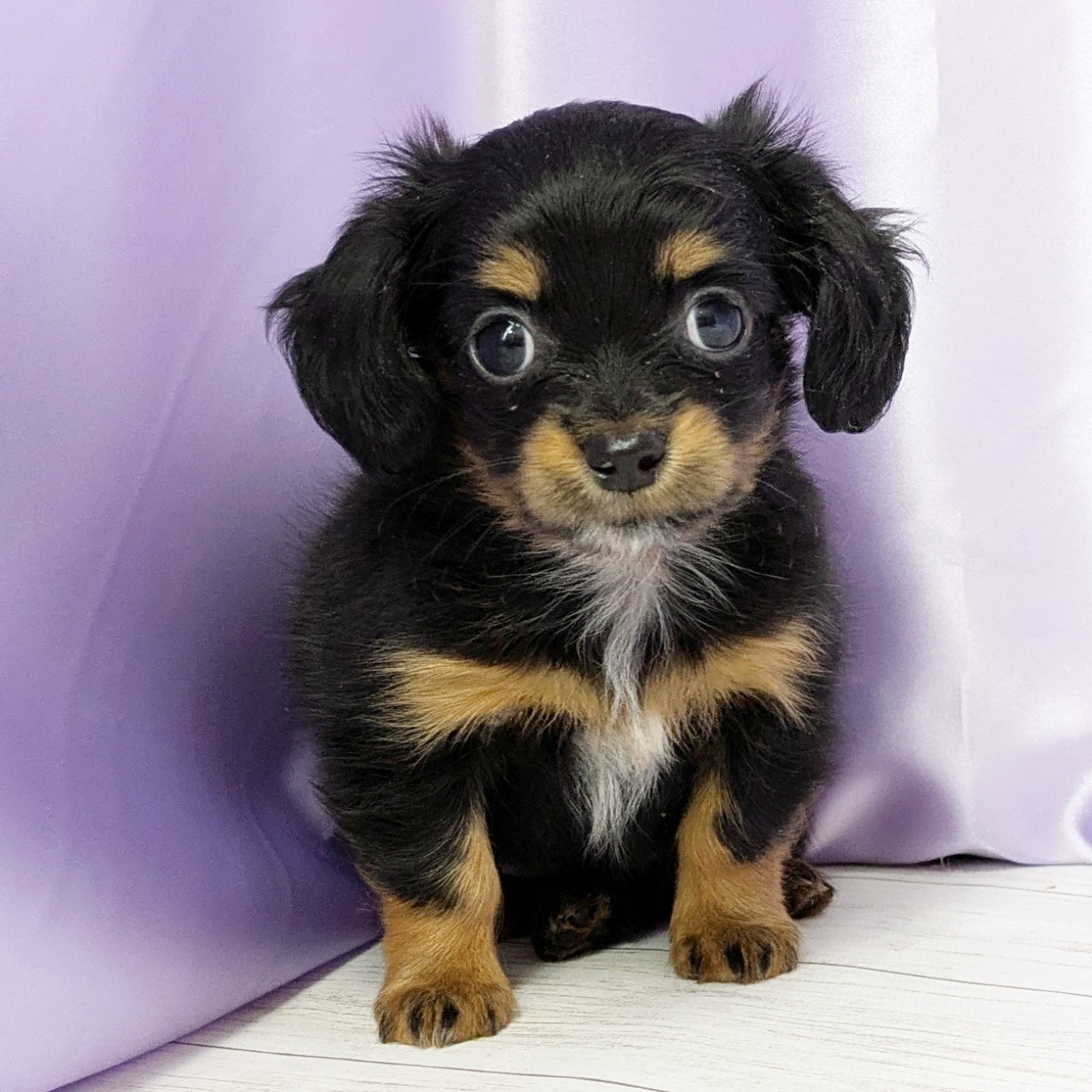 兵庫県のチワックス(チワワ×ダックス) (犬の家＆猫の里尼崎店/2025年11月2日生まれ/女の子/ブラックタンホワイト)の子犬の3枚目の画像