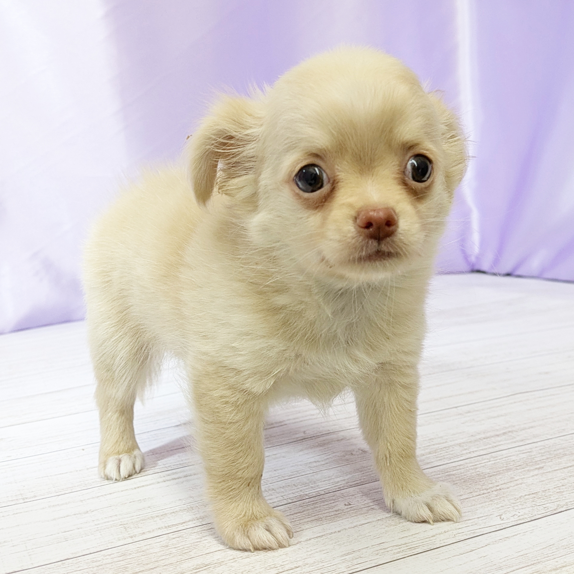 兵庫県のチワワ(ロング) (犬の家＆猫の里尼崎店/2025年11月12日生まれ/男の子/クリームホワイト)の子犬の3枚目の画像