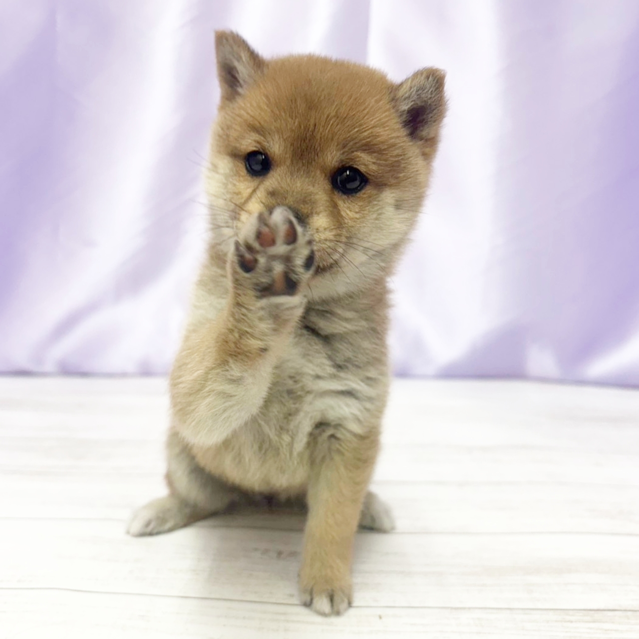 兵庫県の豆柴 (犬の家＆猫の里尼崎店/2025年11月12日生まれ/女の子/赤)の子犬の3枚目の画像