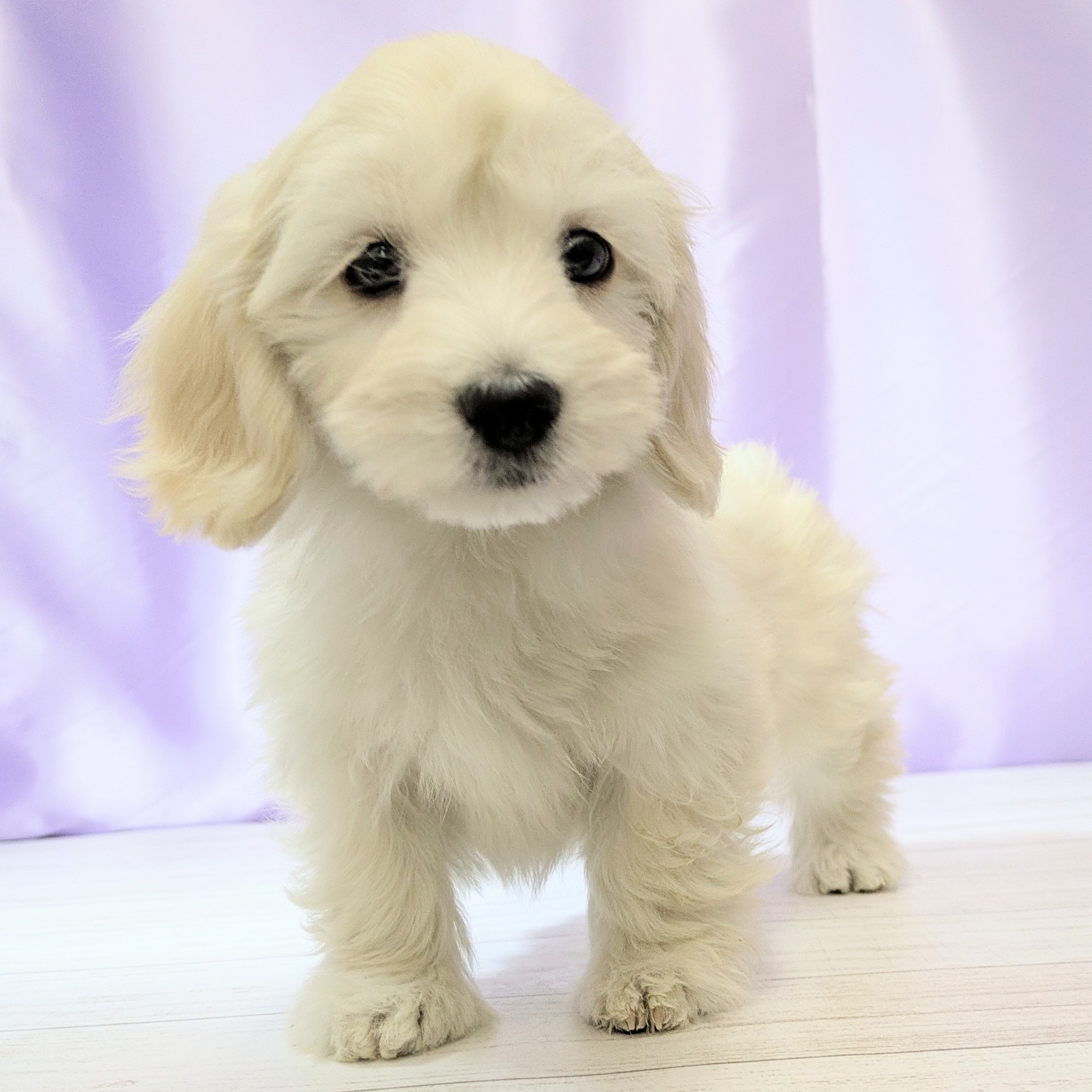 兵庫県のマルックス(マルチーズ×ダックス) (犬の家＆猫の里尼崎店/2025年11月25日生まれ/女の子/クリーム)の子犬の3枚目の画像