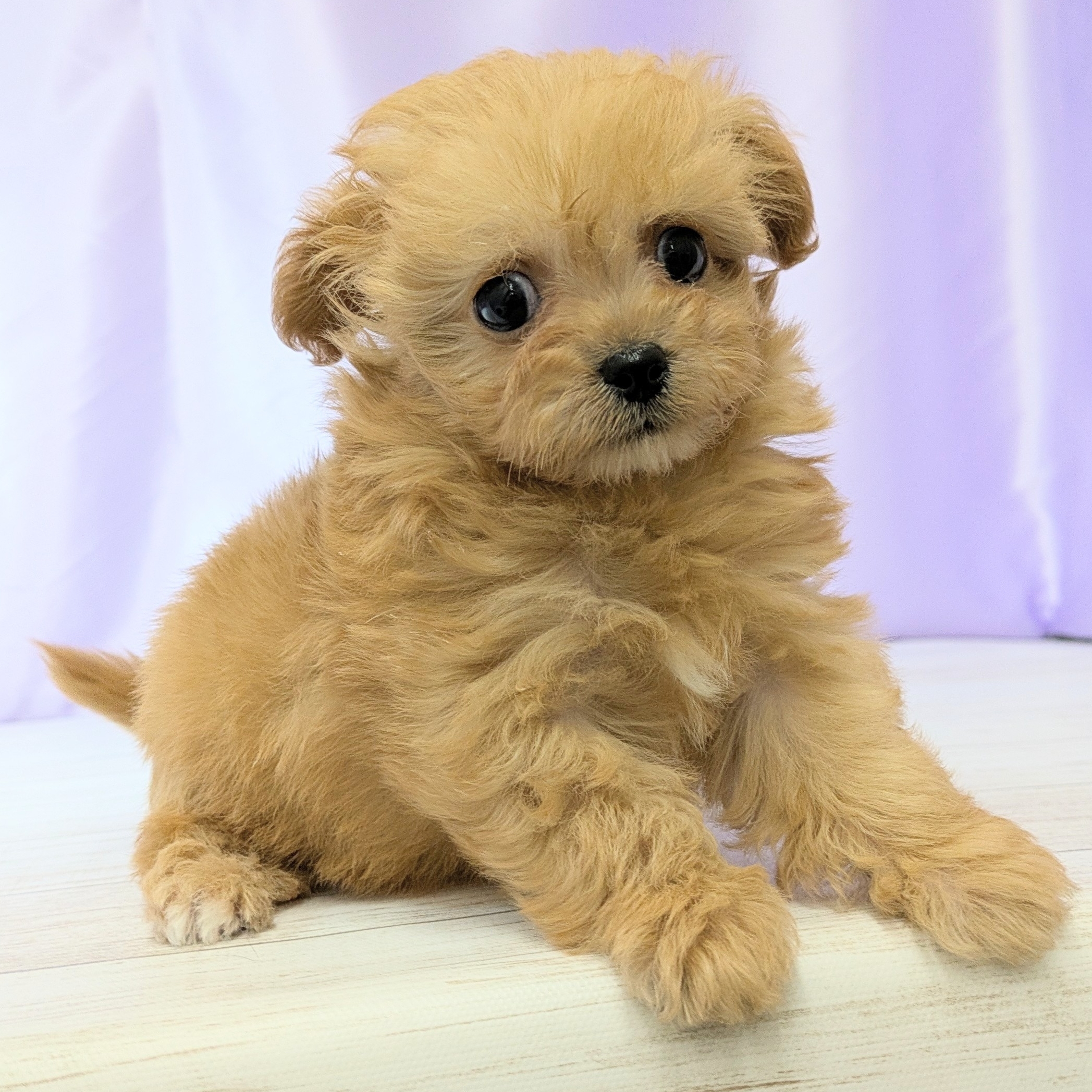 兵庫県のチワプー/プーチー(チワワ×プードル) (犬の家＆猫の里尼崎店/2025年11月22日生まれ/男の子/アプリコット)の子犬の3枚目の画像