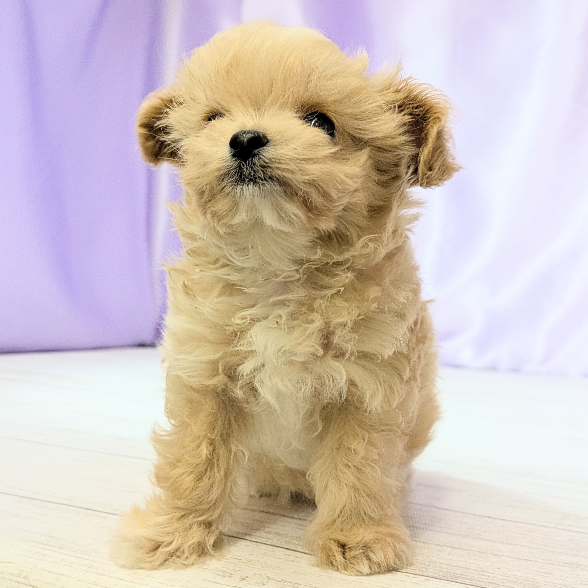 兵庫県のチワプー/プーチー(チワワ×プードル) (犬の家＆猫の里尼崎店/2025年12月2日生まれ/男の子/クリームホワイト)の子犬の3枚目の画像