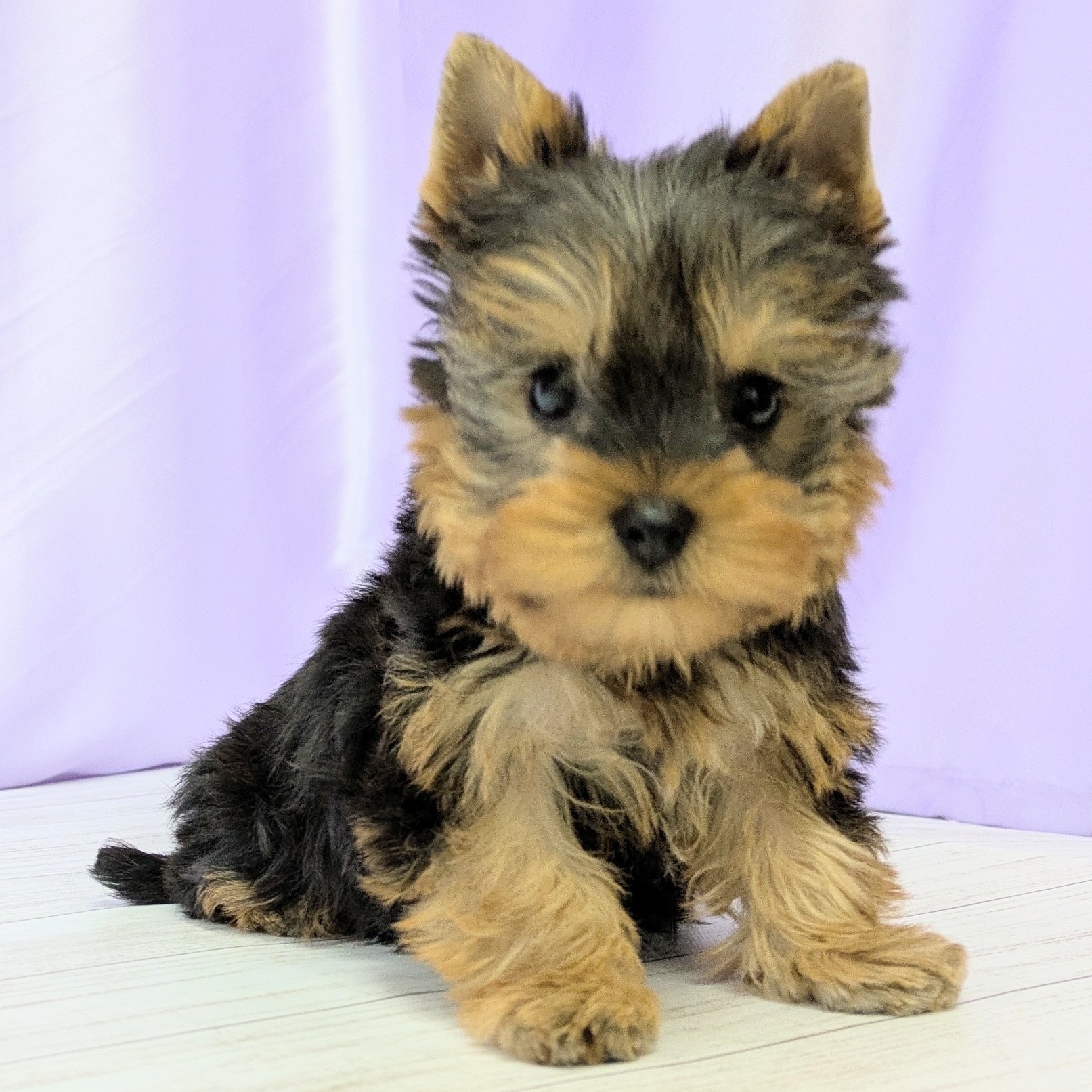 兵庫県のヨークシャーテリア (犬の家＆猫の里尼崎店/2025年12月1日生まれ/男の子/スチールブルータン)の子犬の3枚目の画像