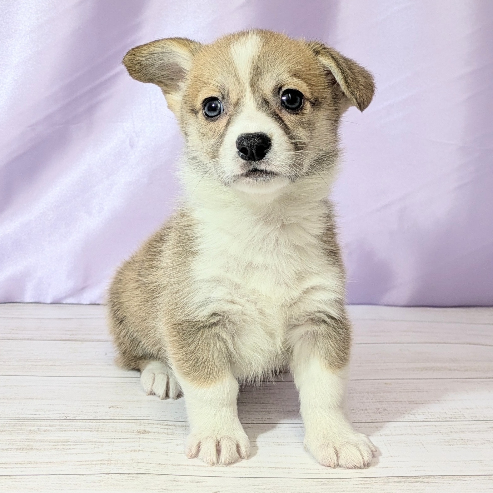 兵庫県のウェルシュコーギーペンブローク (犬の家＆猫の里尼崎店/2025年12月6日生まれ/女の子/セーブルホワイト)の子犬の3枚目の画像