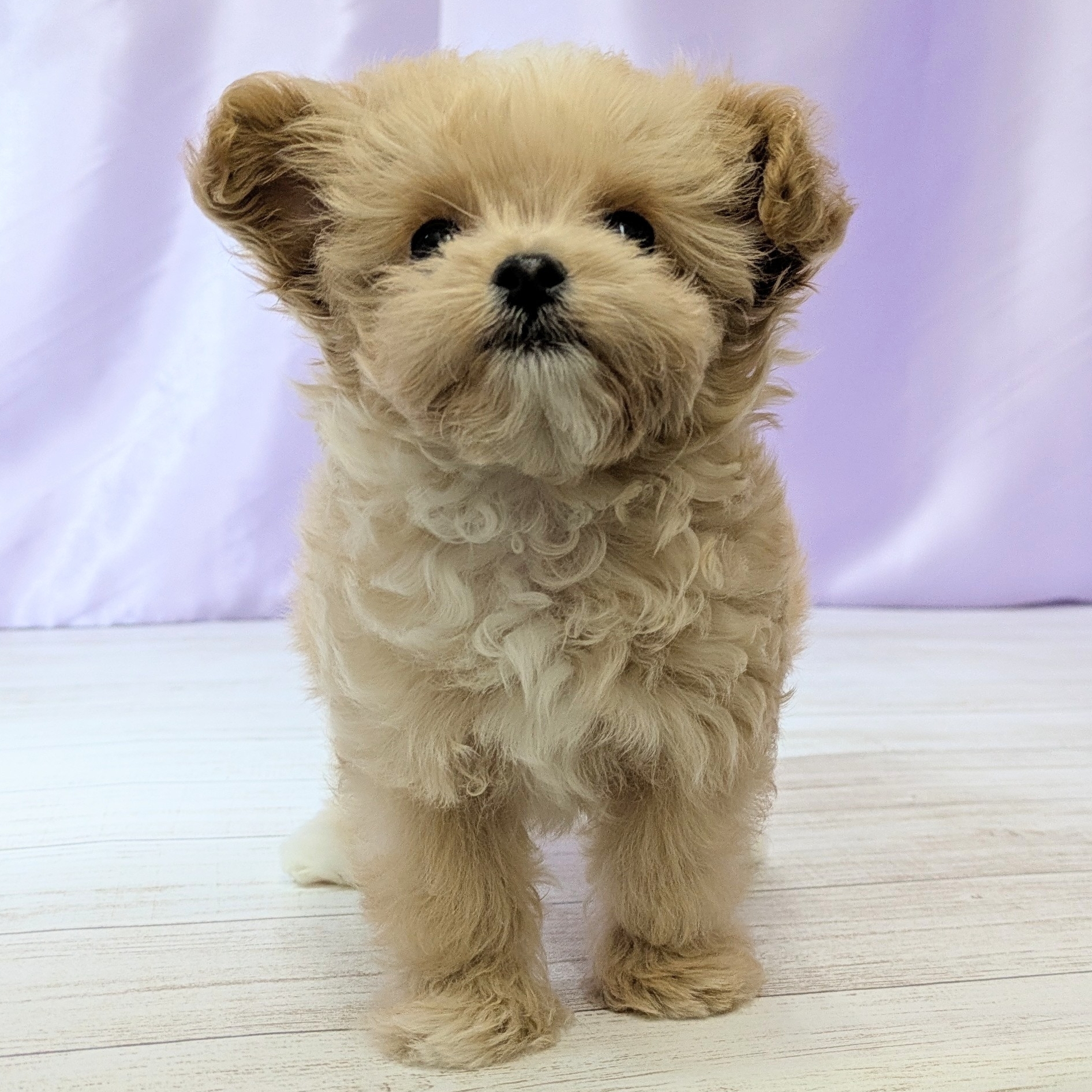 兵庫県のチワプー/プーチー(チワワ×プードル) (犬の家＆猫の里尼崎店/2025年12月2日生まれ/男の子/クリームホワイト)の子犬の3枚目の画像