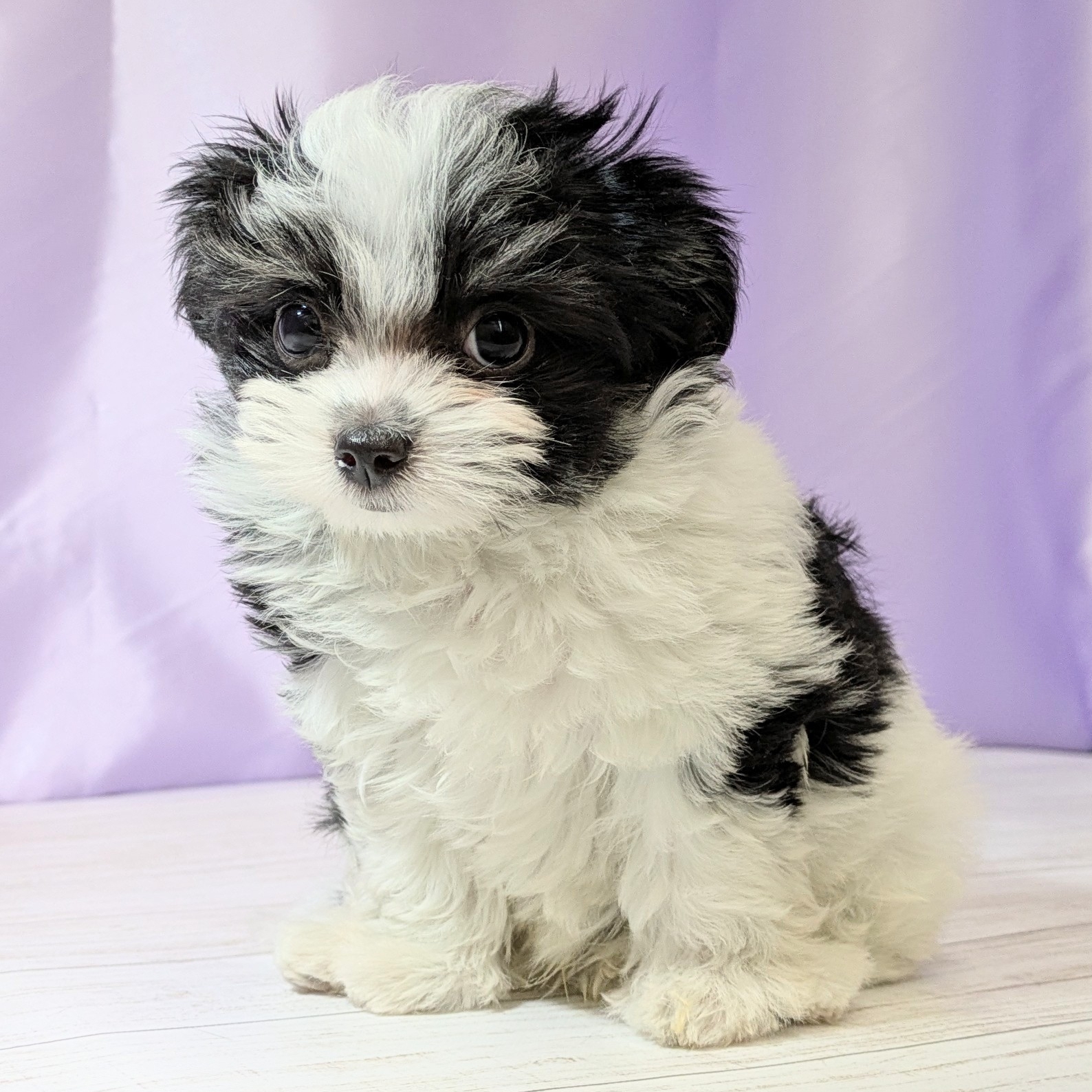 兵庫県のチワマル/マルチワ(チワワ×マルチーズ) (犬の家＆猫の里尼崎店/2025年12月11日生まれ/女の子/ブラックホワイト)の子犬の3枚目の画像