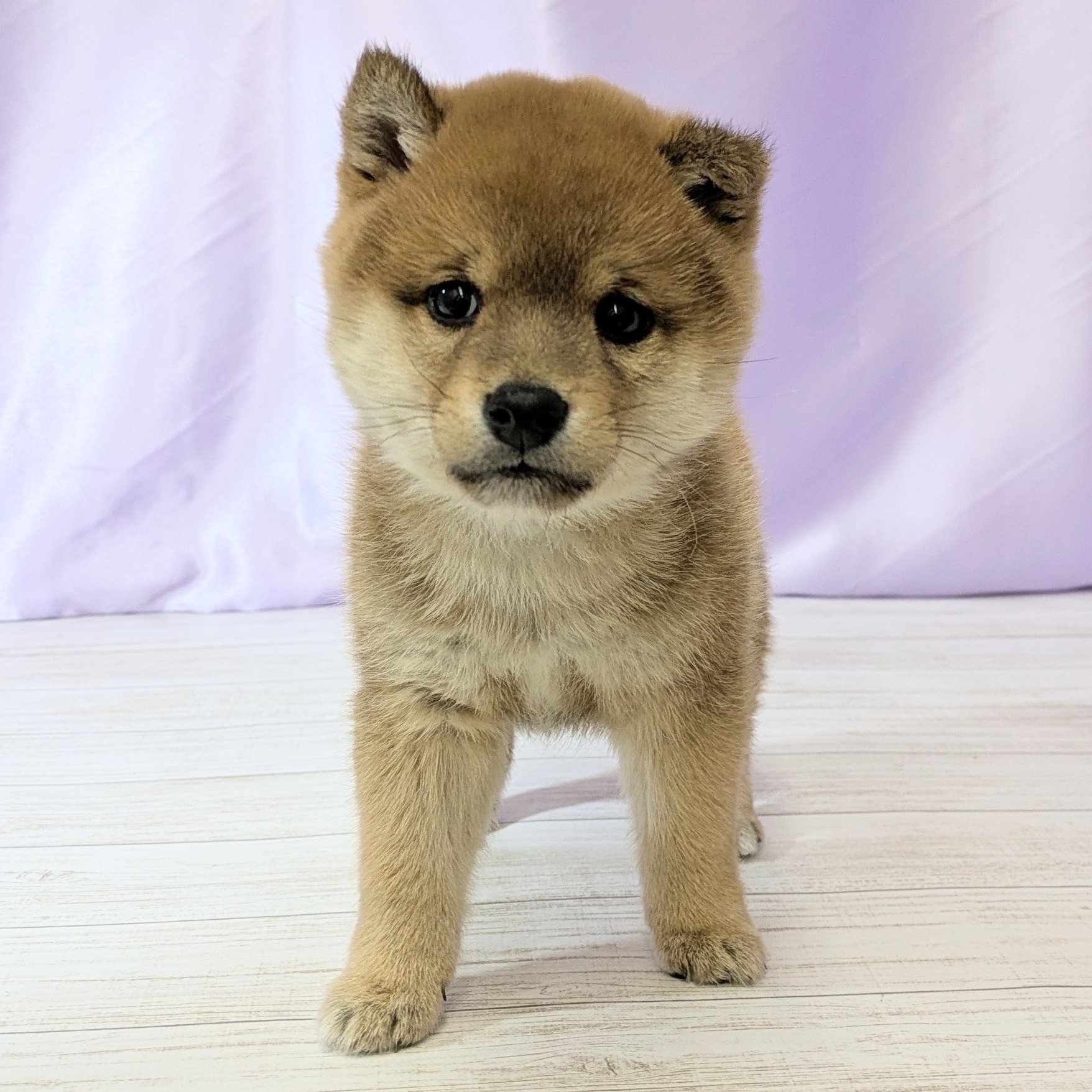 兵庫県の豆柴 (犬の家＆猫の里尼崎店/2025年12月21日生まれ/男の子/赤)の子犬の3枚目の画像