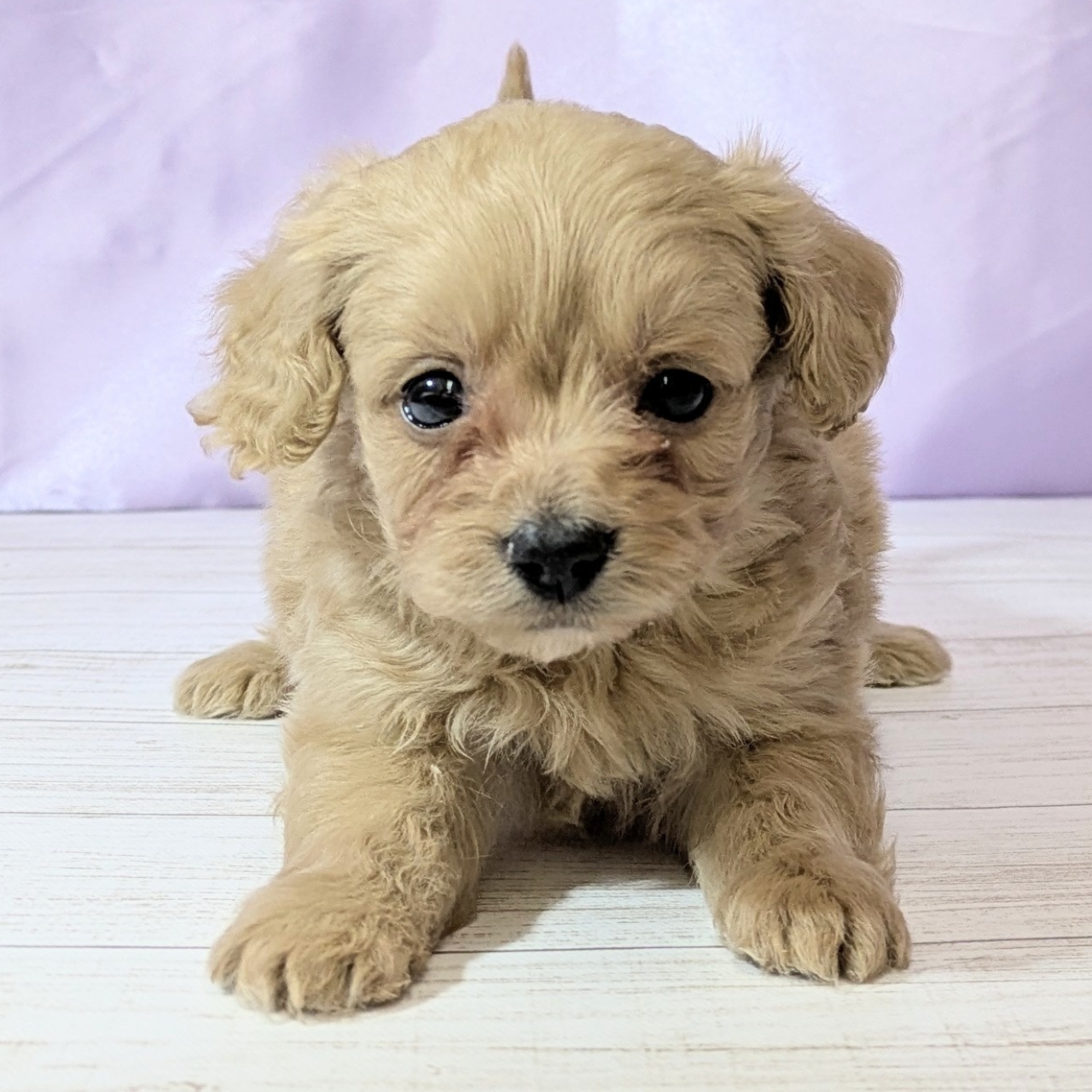 兵庫県のダップー(ダックス×プードル) (犬の家＆猫の里尼崎店/2025年12月19日生まれ/男の子/クリーム)の子犬の3枚目の画像