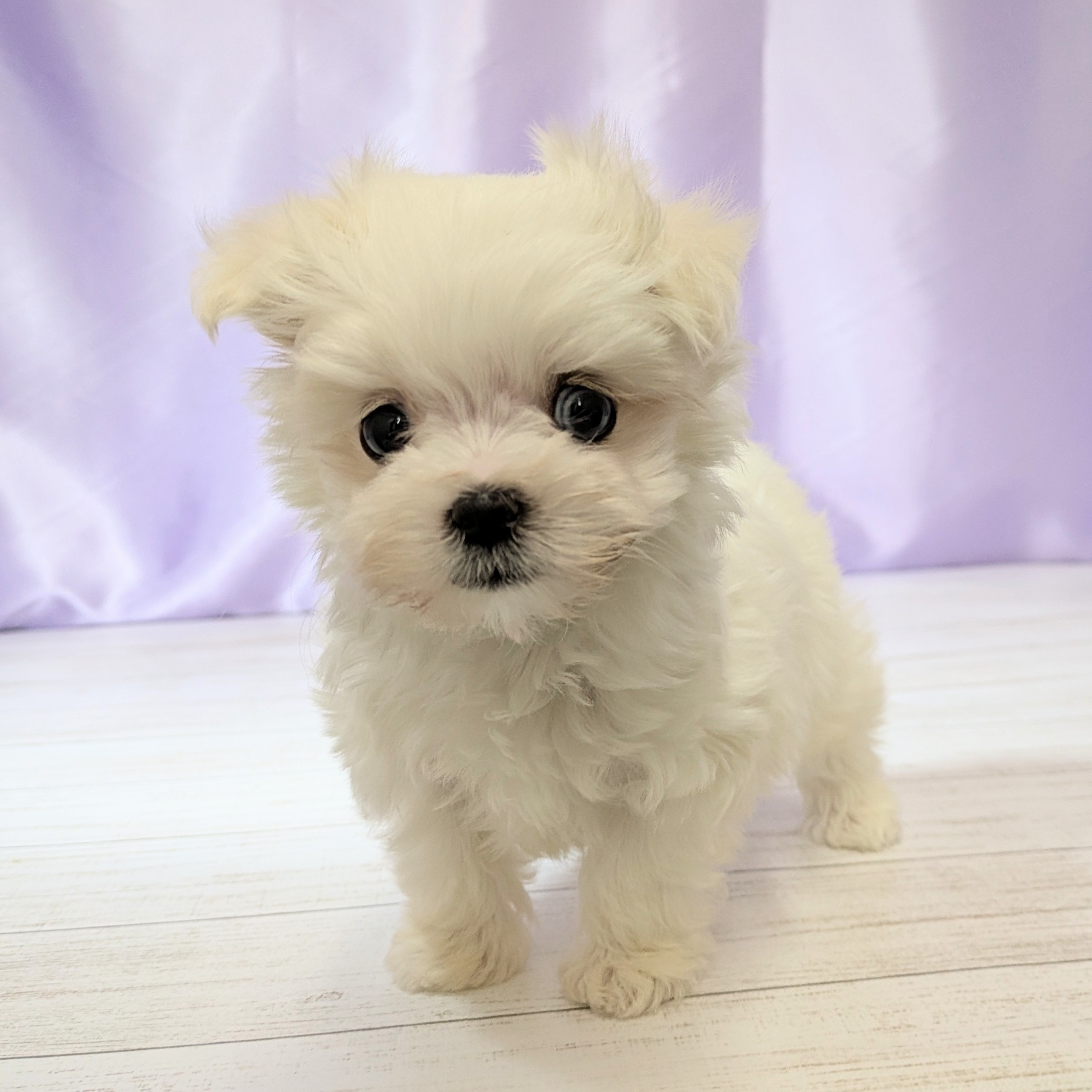 兵庫県のマルチーズ (犬の家＆猫の里尼崎店/2025年12月16日生まれ/女の子/ホワイト)の子犬の3枚目の画像