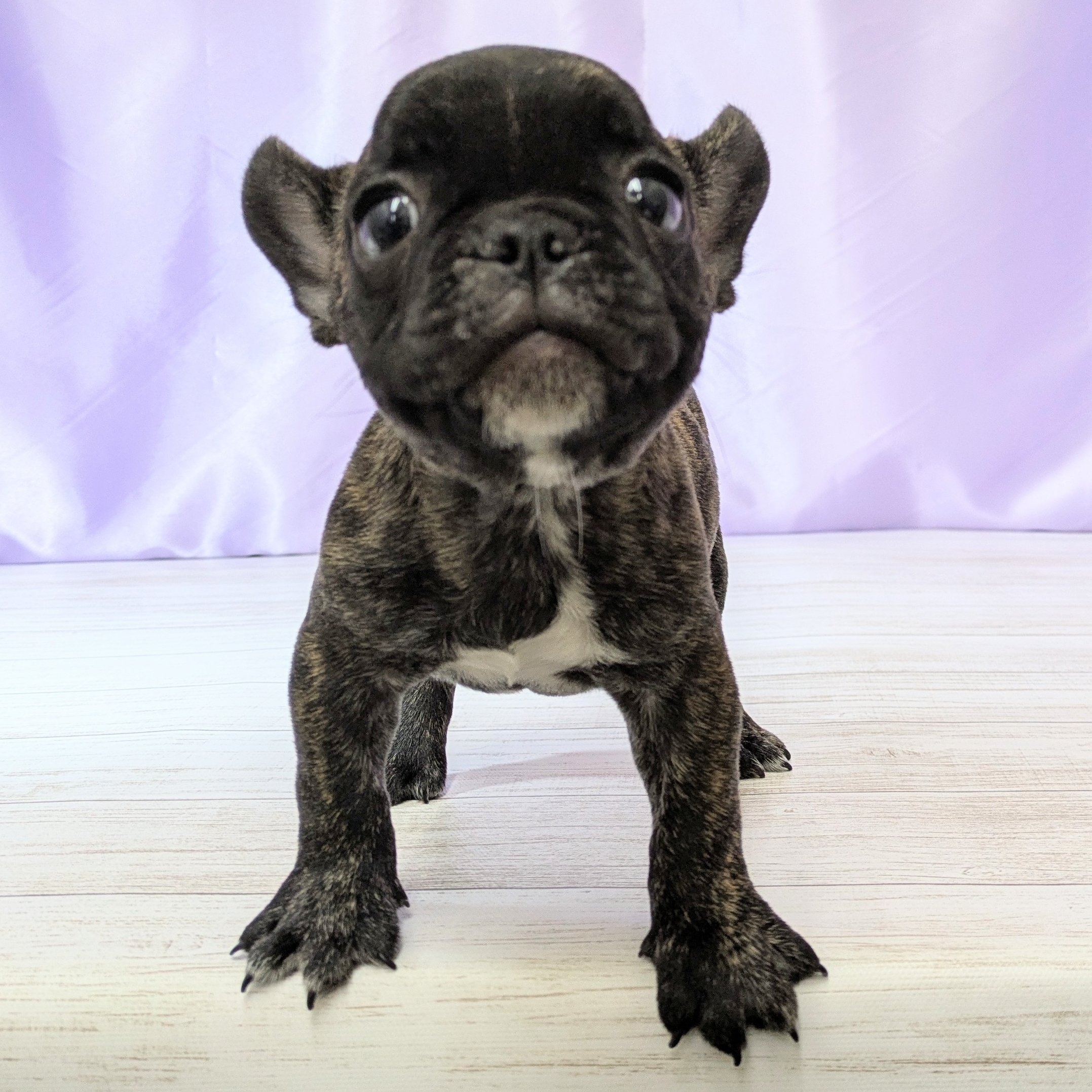 兵庫県のフレンチブルドッグ (犬の家＆猫の里尼崎店/2025年12月17日生まれ/男の子/ブリンドル)の子犬の3枚目の画像