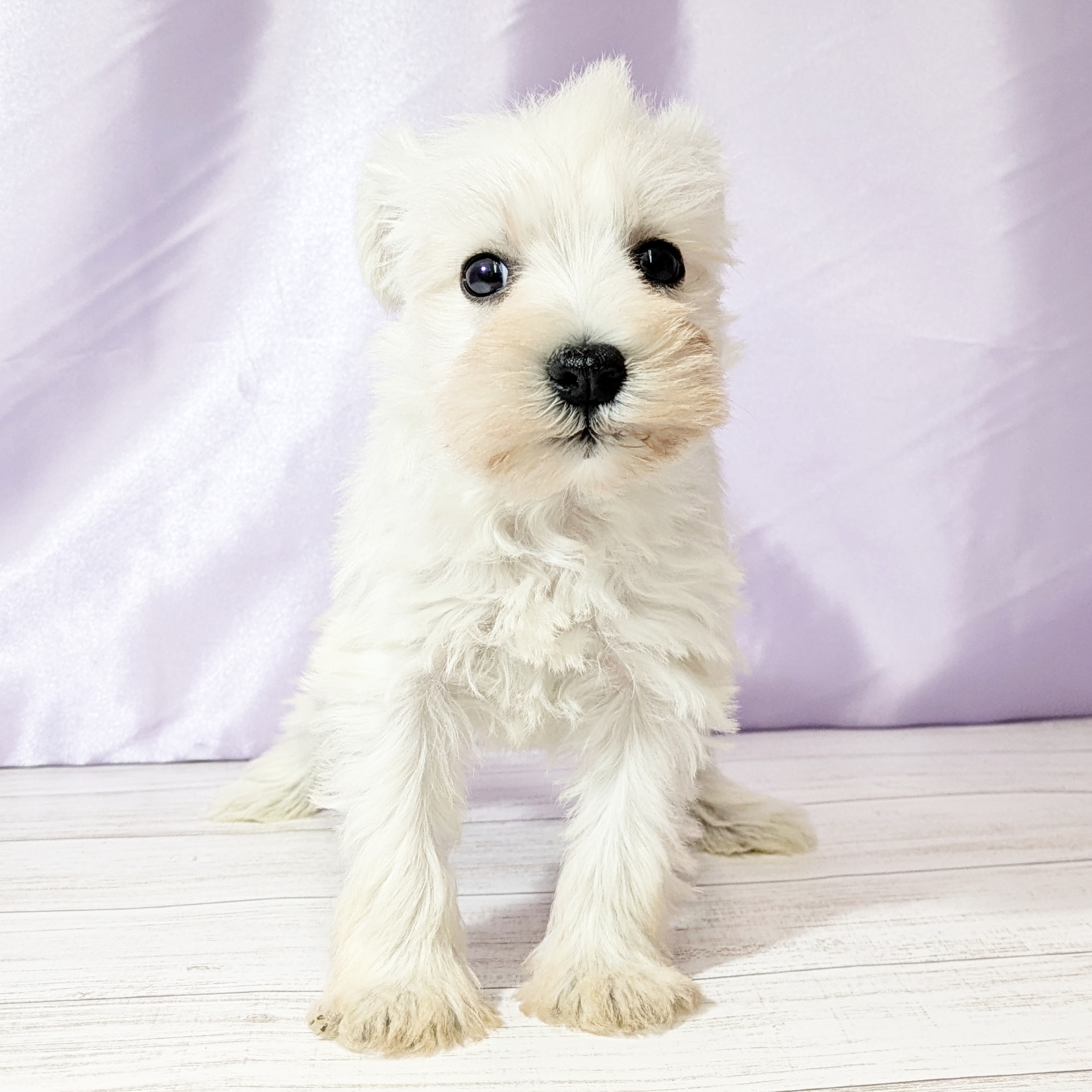 兵庫県のミニチュアシュナウザー (犬の家＆猫の里尼崎店/2026年1月3日生まれ/女の子/ホワイト)の子犬の3枚目の画像