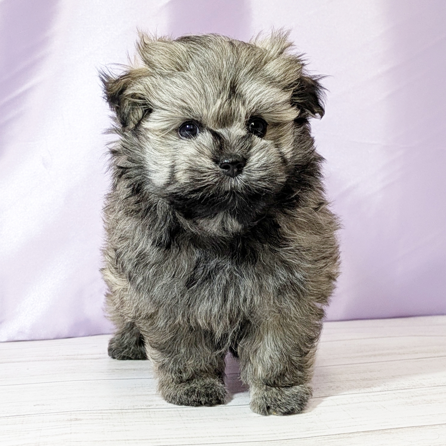 兵庫県のポメマル/マルポメ(ポメラニアン×マルチーズ) (犬の家＆猫の里尼崎店/2026年1月3日生まれ/男の子/フォーン)の子犬の3枚目の画像