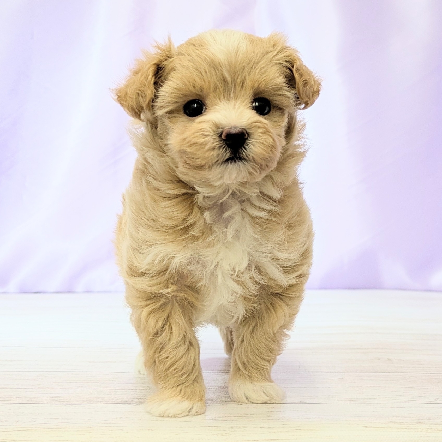 兵庫県のマルプー(マルチーズ×プードル) (犬の家＆猫の里尼崎店/2026年1月7日生まれ/女の子/クリームホワイト)の子犬の3枚目の画像