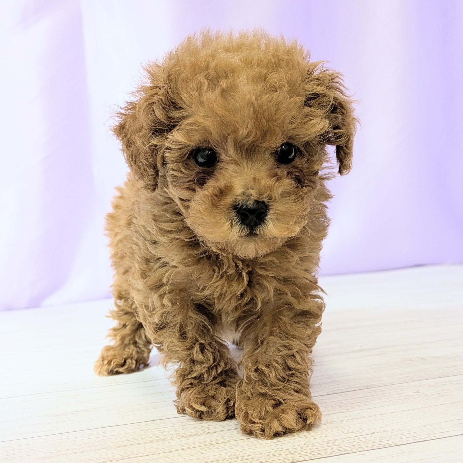 兵庫県のトイプードル(タイニー) (犬の家＆猫の里尼崎店/2026年1月9日生まれ/男の子/レッドフォーン)の子犬の3枚目の画像