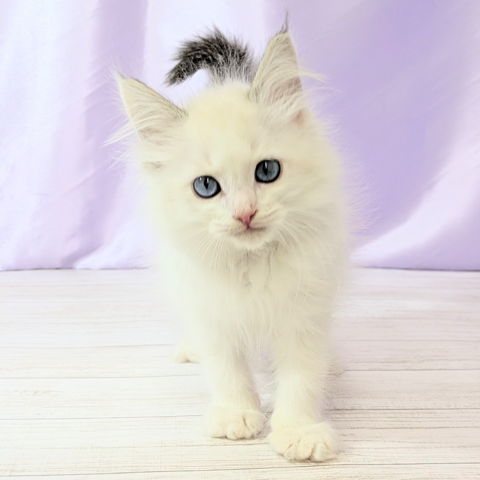 兵庫県のラグドール (犬の家＆猫の里尼崎店/2026年1月15日生まれ/男の子/シールポイントバイカラー)の子猫の3枚目の画像