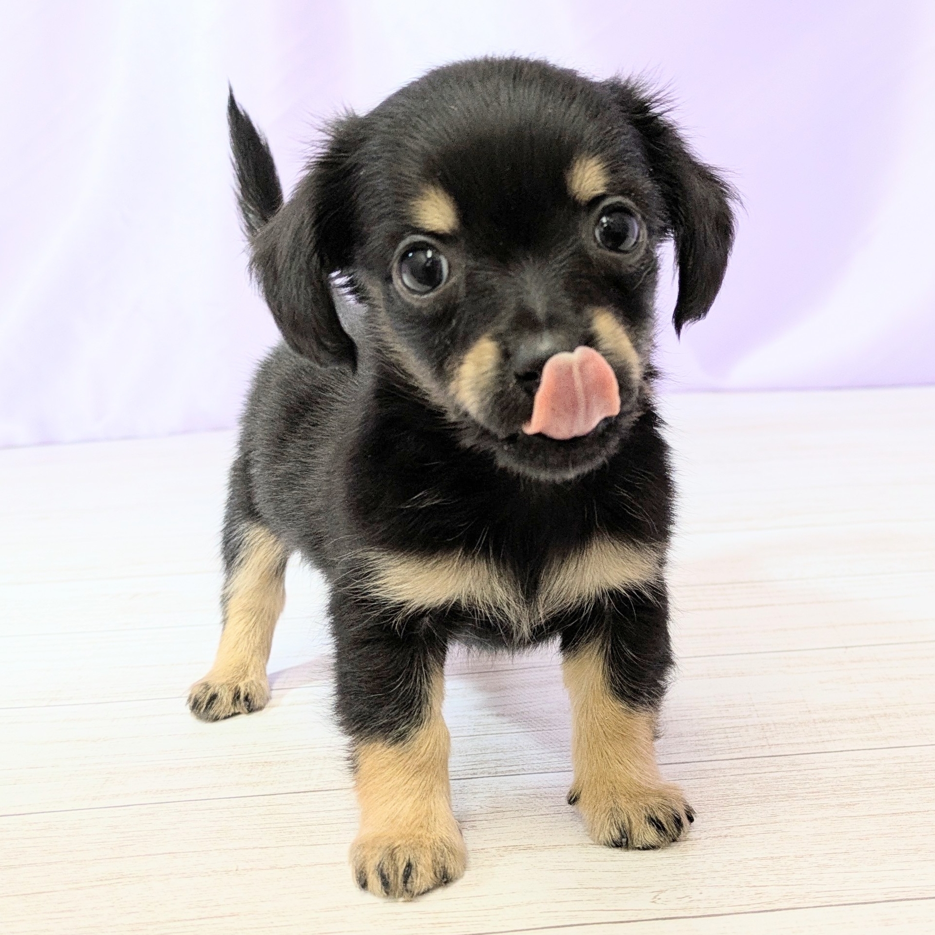 兵庫県のチワックス(チワワ×ダックス) (犬の家＆猫の里尼崎店/2026年1月16日生まれ/男の子/ブラックタン)の子犬の3枚目の画像