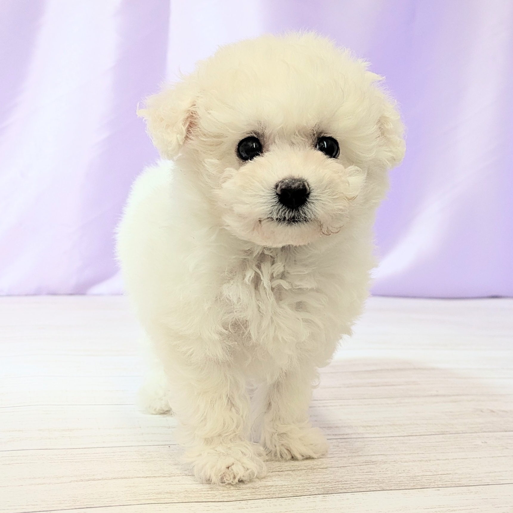 兵庫県のビションフリーゼ (犬の家＆猫の里尼崎店/2026年1月20日生まれ/女の子/ホワイト)の子犬の3枚目の画像