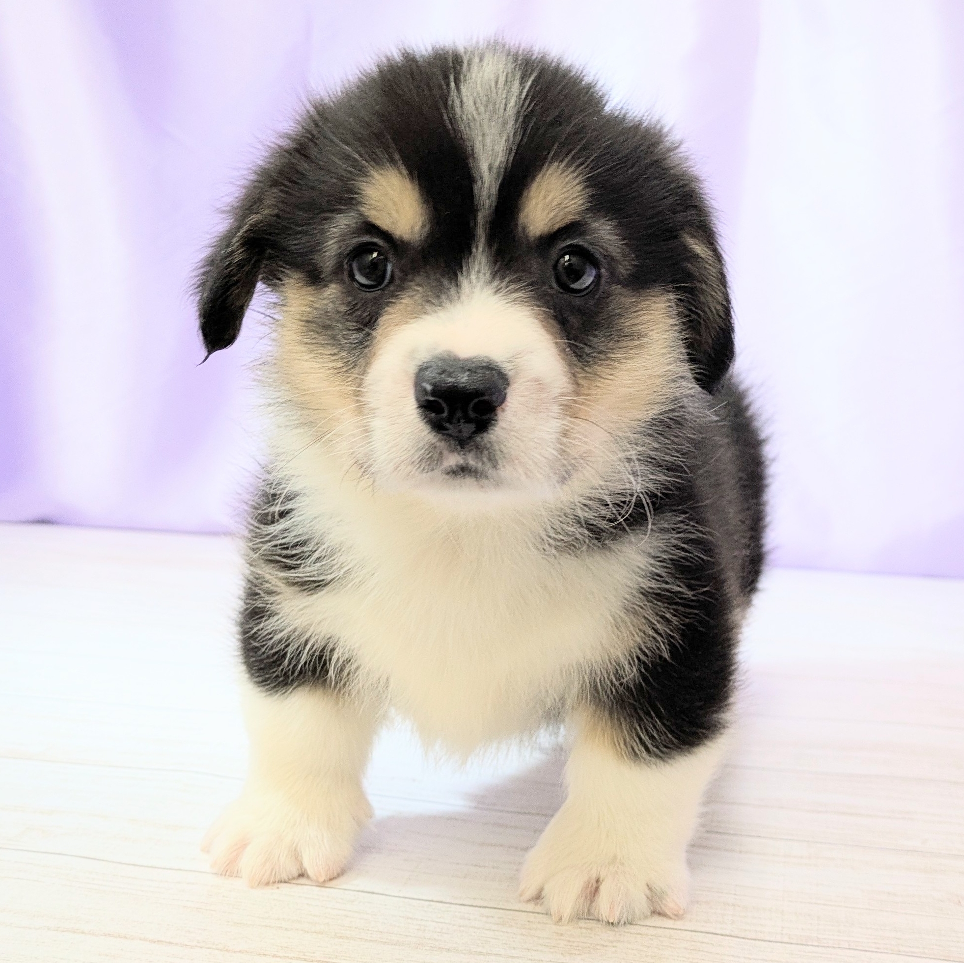 兵庫県のウェルシュコーギーペンブローク (犬の家＆猫の里尼崎店/2026年1月20日生まれ/男の子/ブラックタンホワイト)の子犬の3枚目の画像