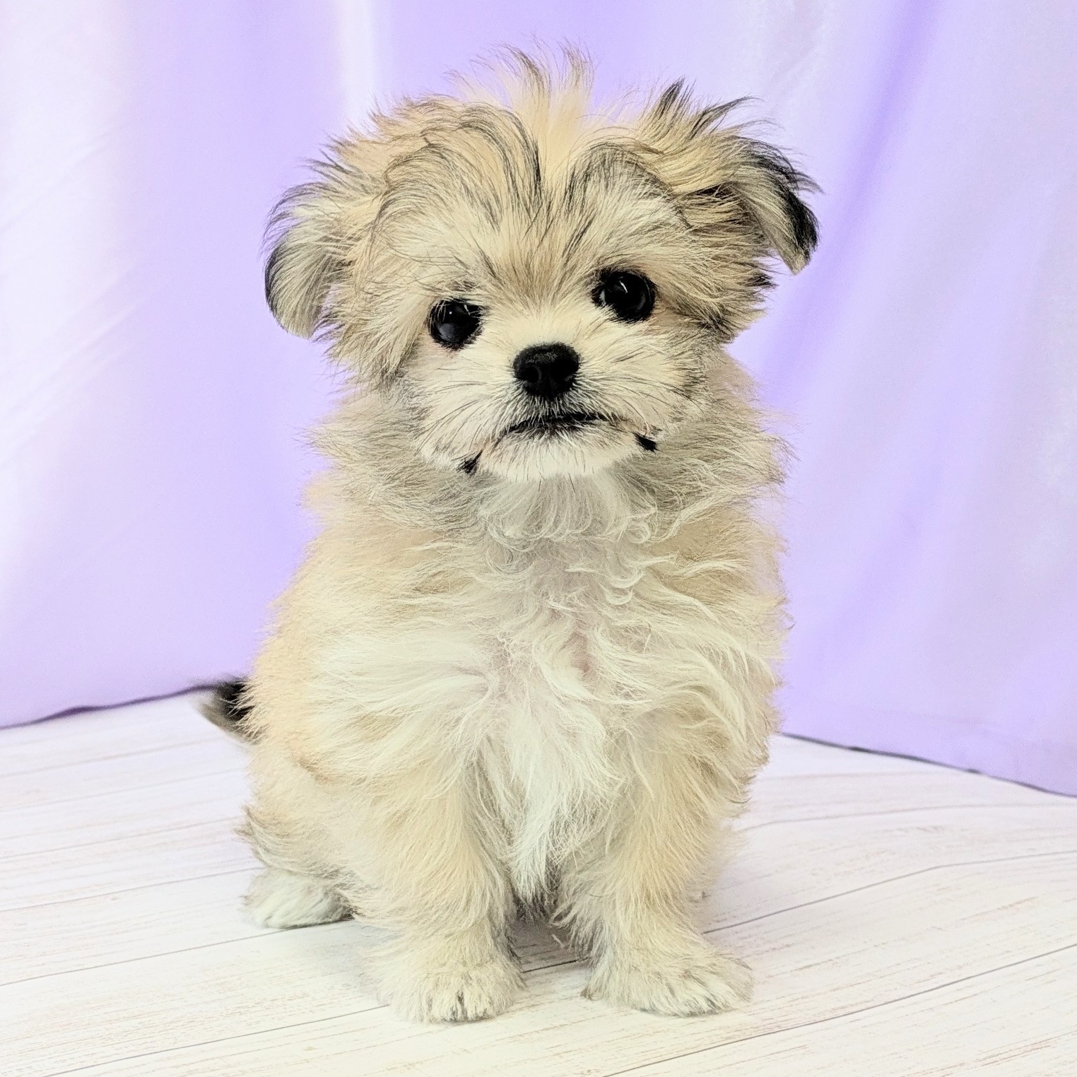 兵庫県のチワマル/マルチワ(チワワ×マルチーズ) (犬の家＆猫の里尼崎店/2026年1月12日生まれ/女の子/フォーン)の子犬の3枚目の画像