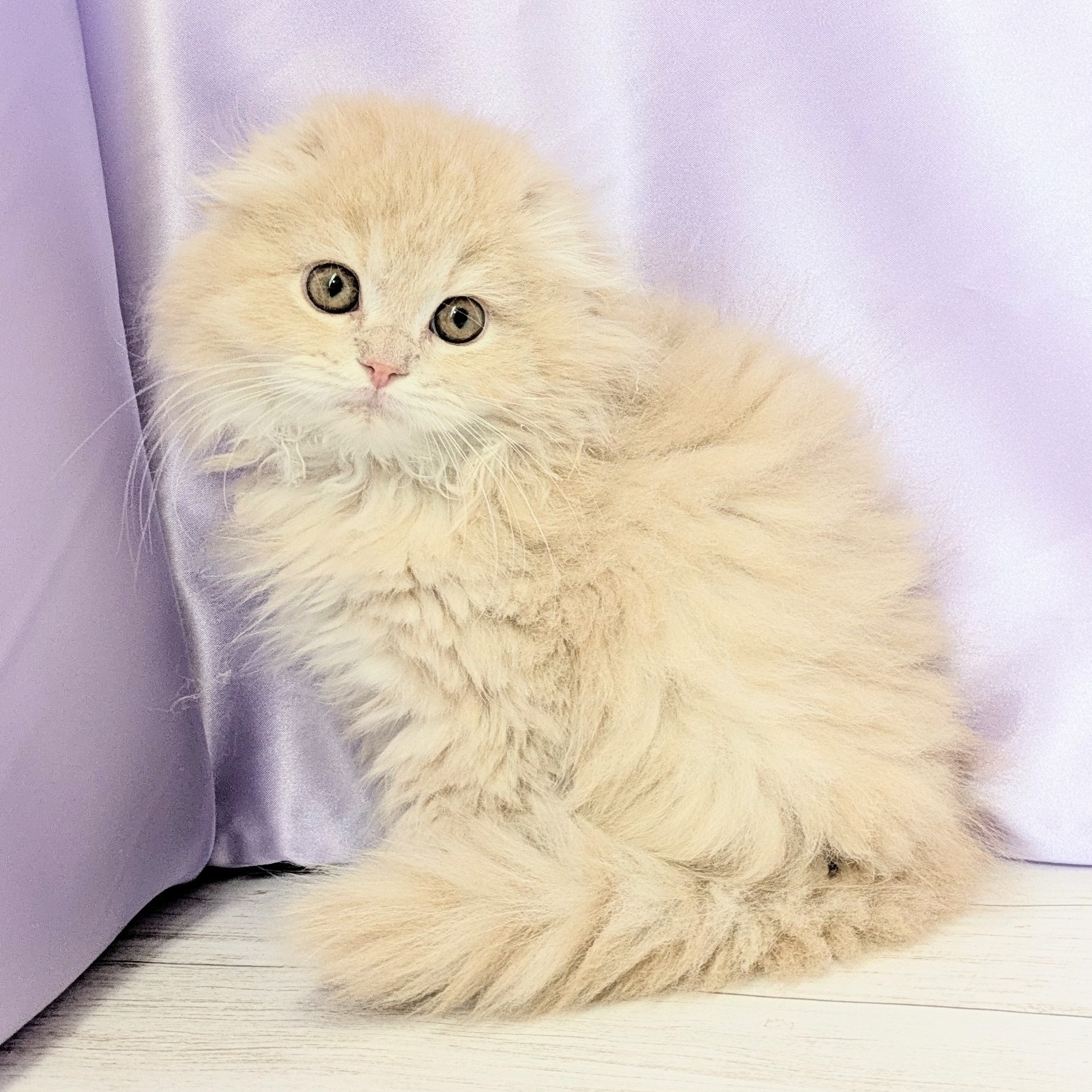 兵庫県のスコティッシュフォールド (犬の家＆猫の里尼崎店/2026年1月20日生まれ/男の子/クリームタビーホワイト)の子猫の3枚目の画像