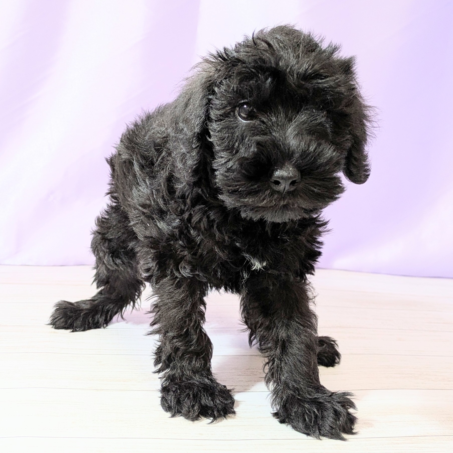 兵庫県のシュナプー(シュナウザー×プードル) (犬の家＆猫の里尼崎店/2026年1月22日生まれ/男の子/ブラック)の子犬の3枚目の画像