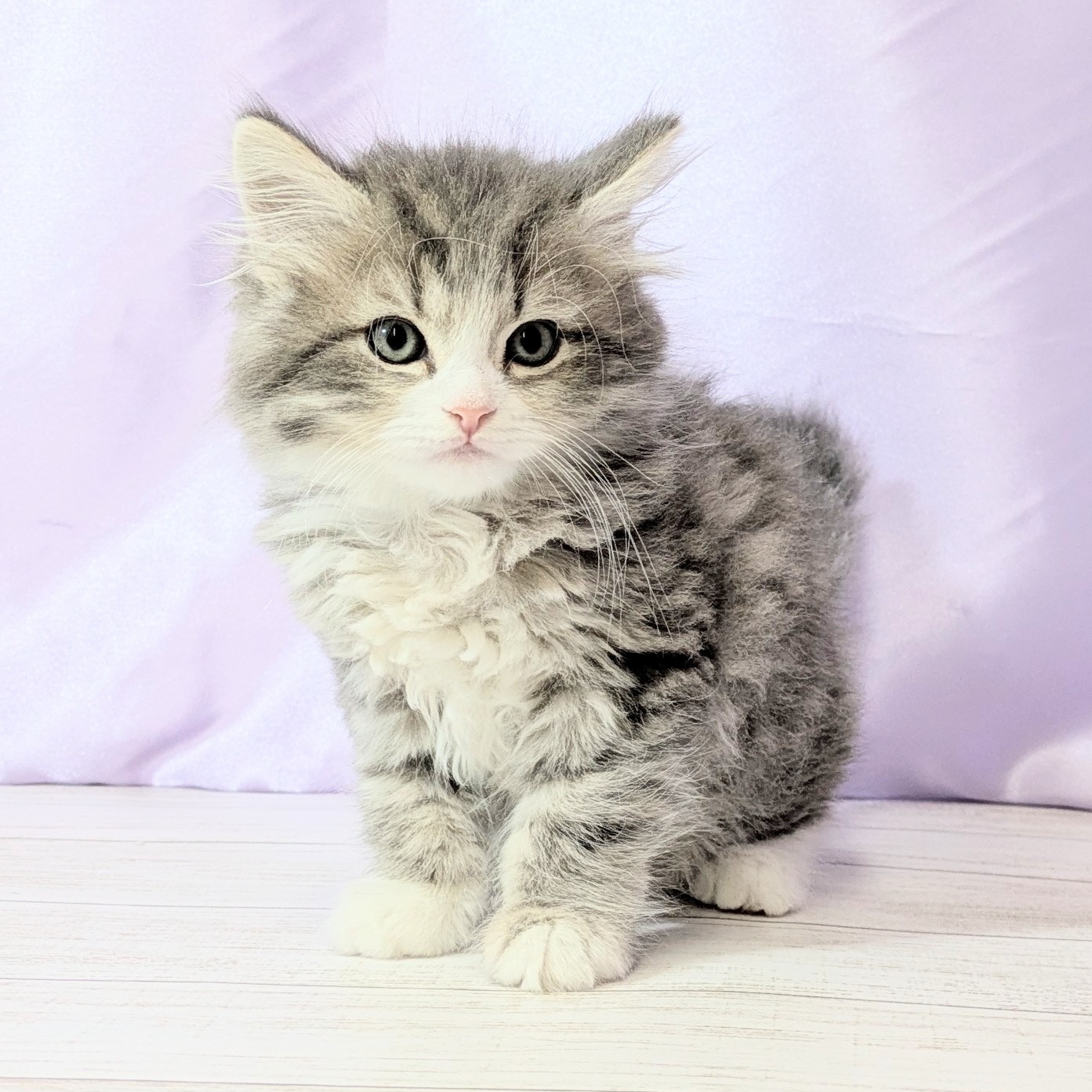 兵庫県のミヌエット (犬の家＆猫の里尼崎店/2026年1月23日生まれ/女の子/ブルーパッチドタビーホワイト)の子猫の3枚目の画像