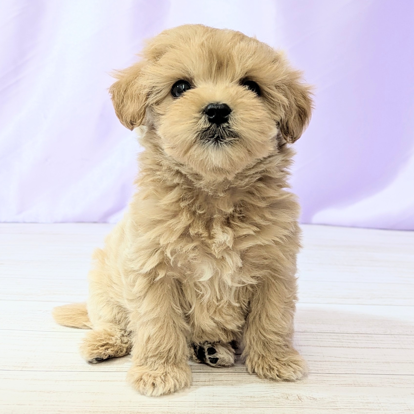 兵庫県のマルプー(マルチーズ×プードル) (犬の家＆猫の里尼崎店/2026年1月23日生まれ/男の子/クリーム)の子犬の3枚目の画像