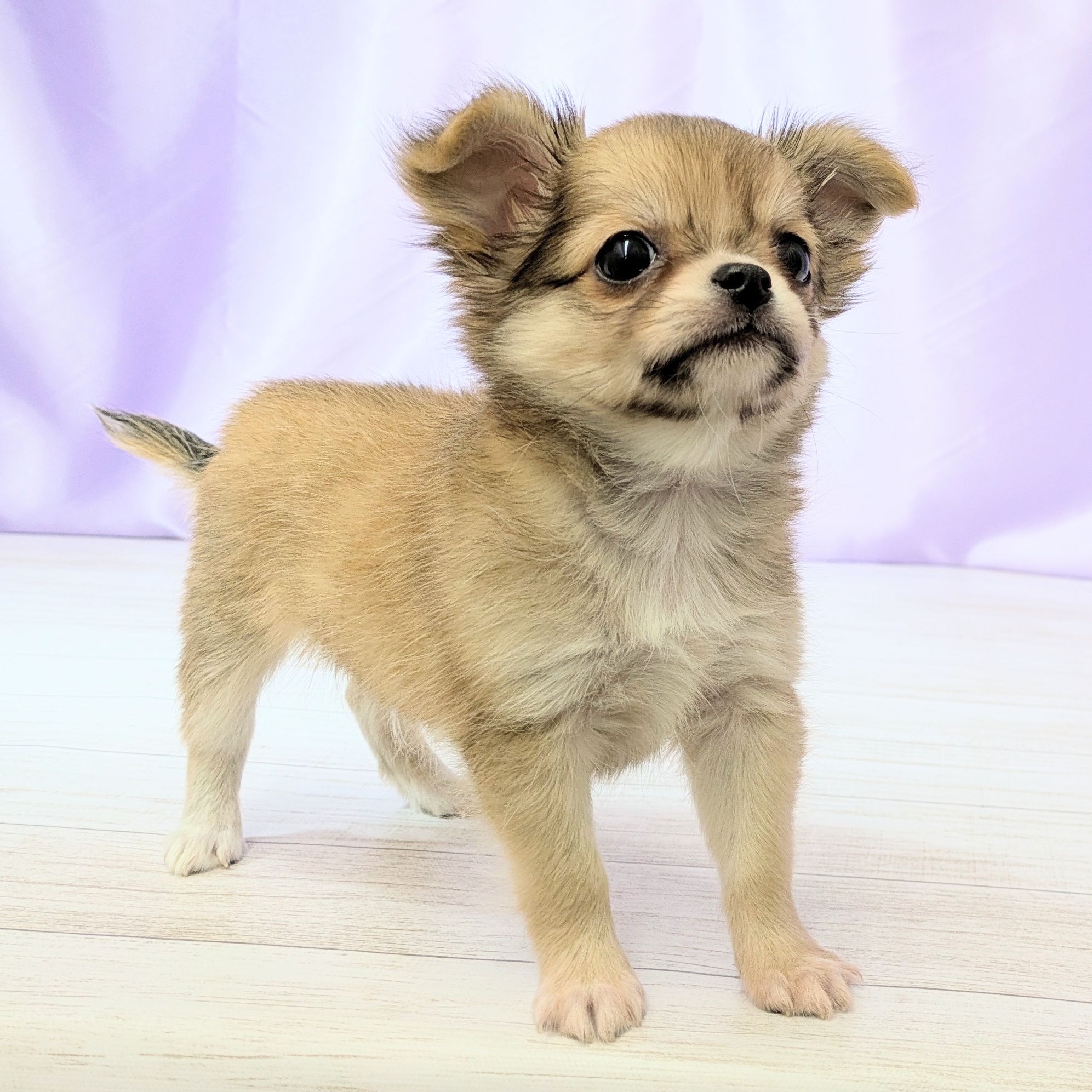 兵庫県のチワワ(ロング) (犬の家＆猫の里尼崎店/2026年1月24日生まれ/男の子/フォーン)の子犬の3枚目の画像