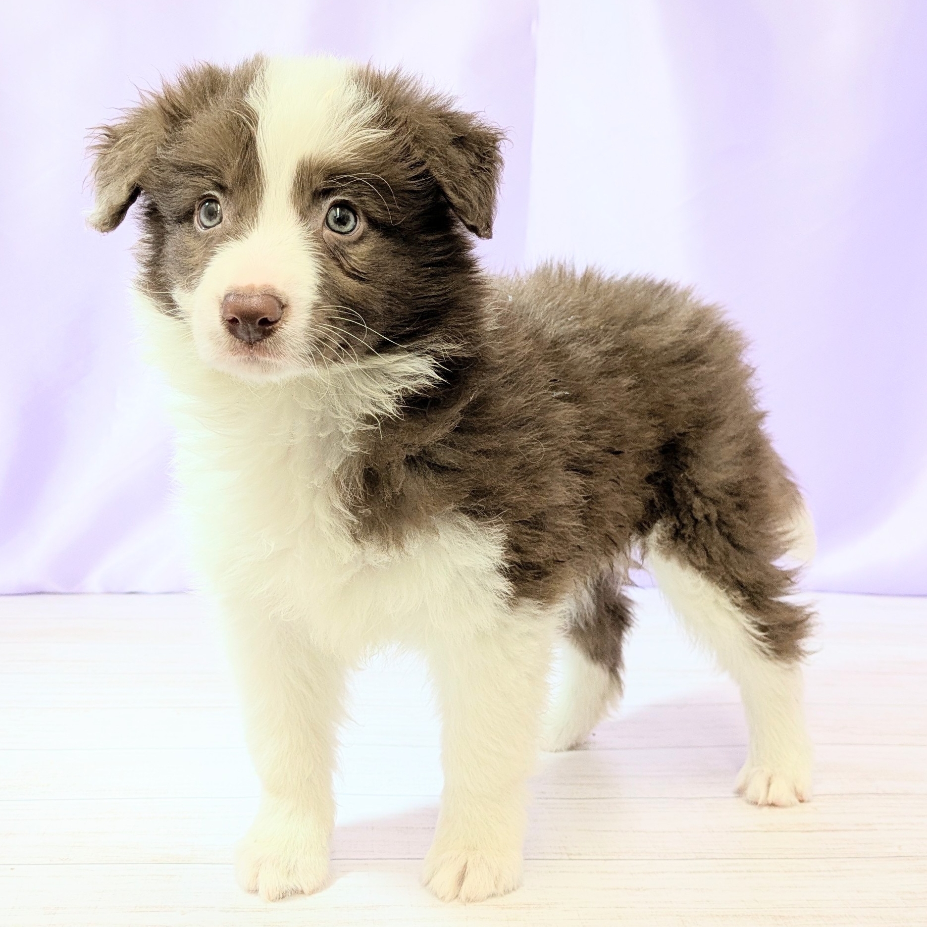 兵庫県のボーダーコリー (犬の家＆猫の里尼崎店/2026年1月27日生まれ/女の子/チョコレートホワイト)の子犬の3枚目の画像