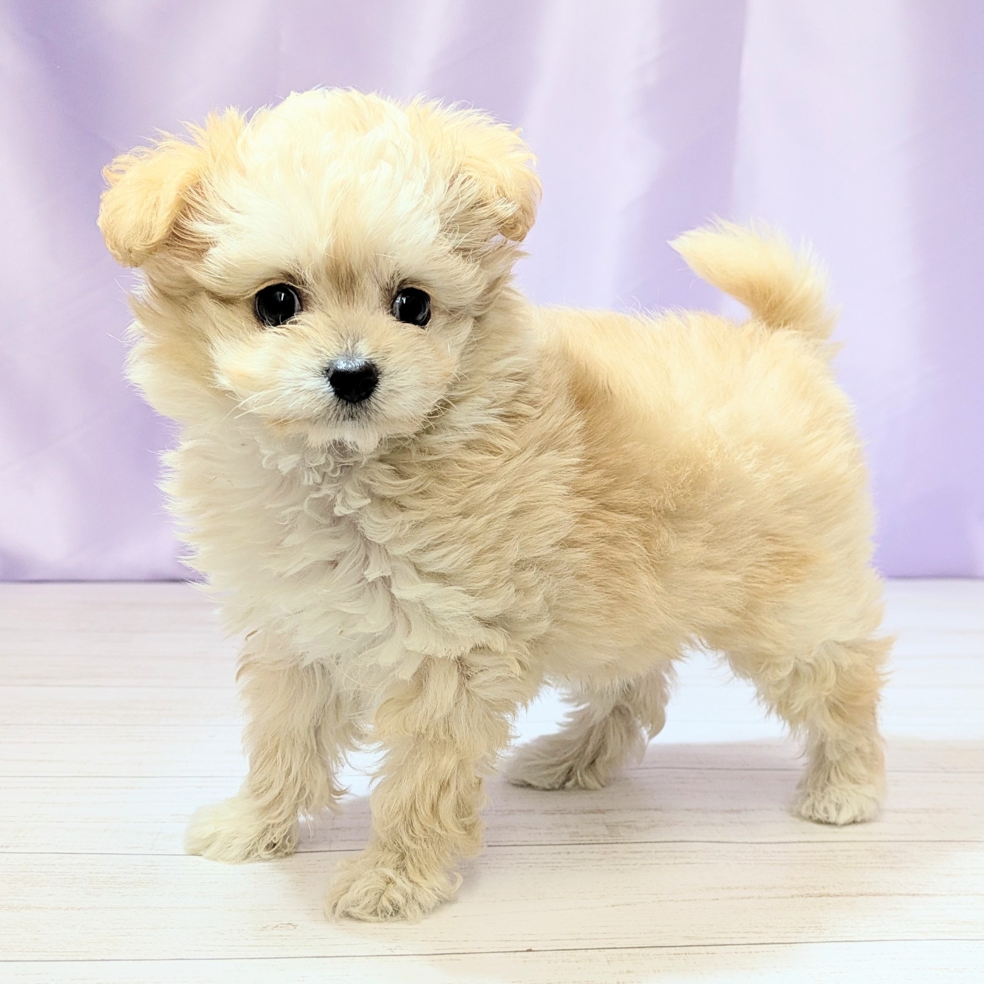 兵庫県のチワプー/プーチー(チワワ×プードル) (犬の家＆猫の里尼崎店/2026年1月25日生まれ/女の子/アプリコット)の子犬の3枚目の画像