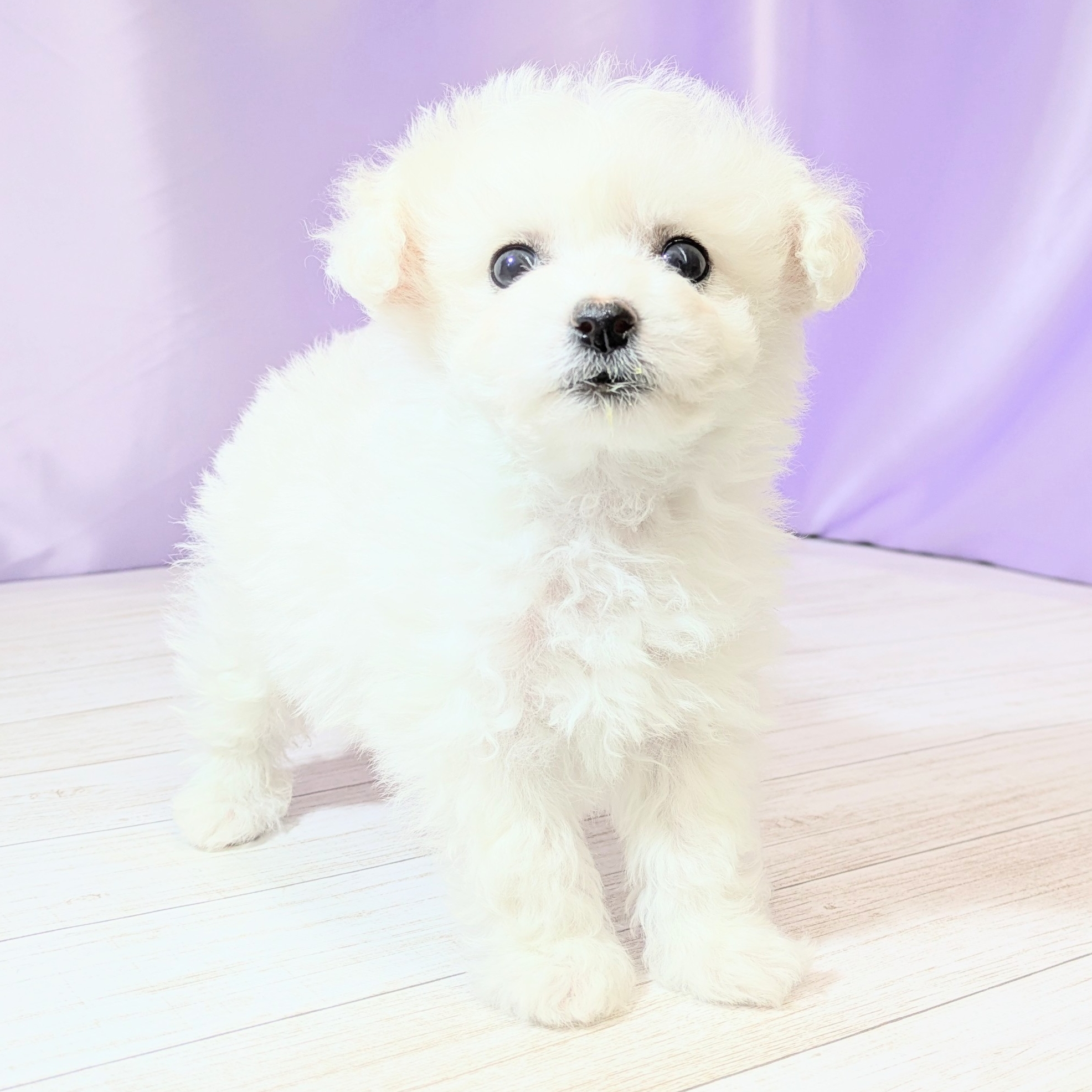 兵庫県のビションフリーゼ (犬の家＆猫の里尼崎店/2026年2月3日生まれ/女の子/ホワイト)の子犬の3枚目の画像