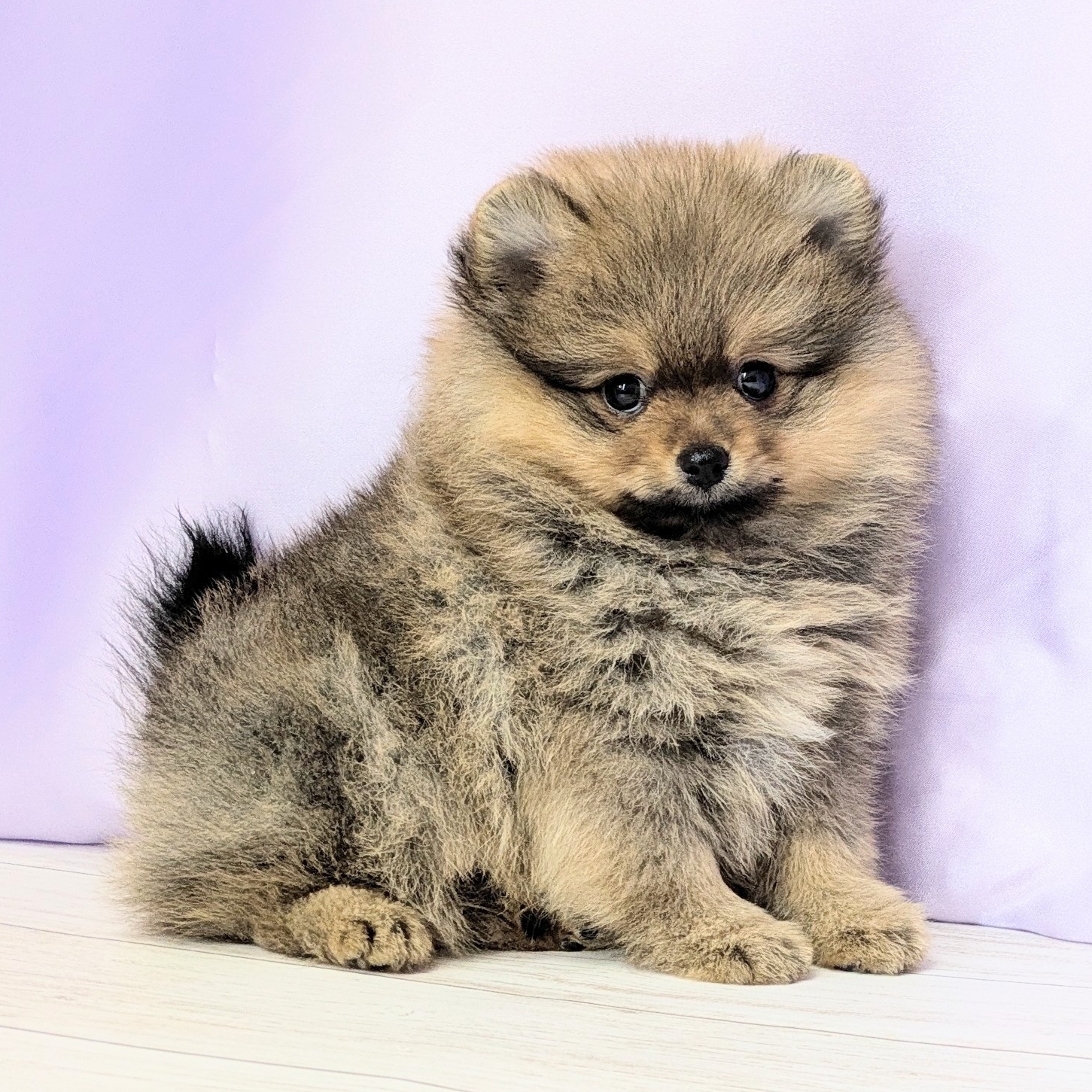 兵庫県のポメラニアン (犬の家＆猫の里尼崎店/2026年2月5日生まれ/女の子/オレンジ)の子犬の3枚目の画像