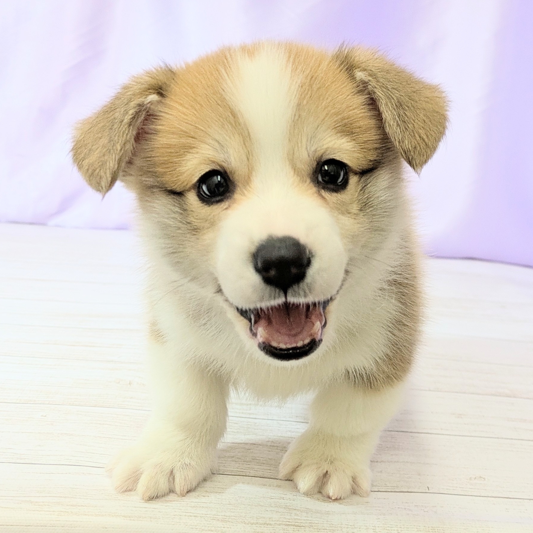 兵庫県のウェルシュコーギーペンブローク (犬の家＆猫の里尼崎店/2026年2月5日生まれ/男の子/セーブルホワイト)の子犬の3枚目の画像