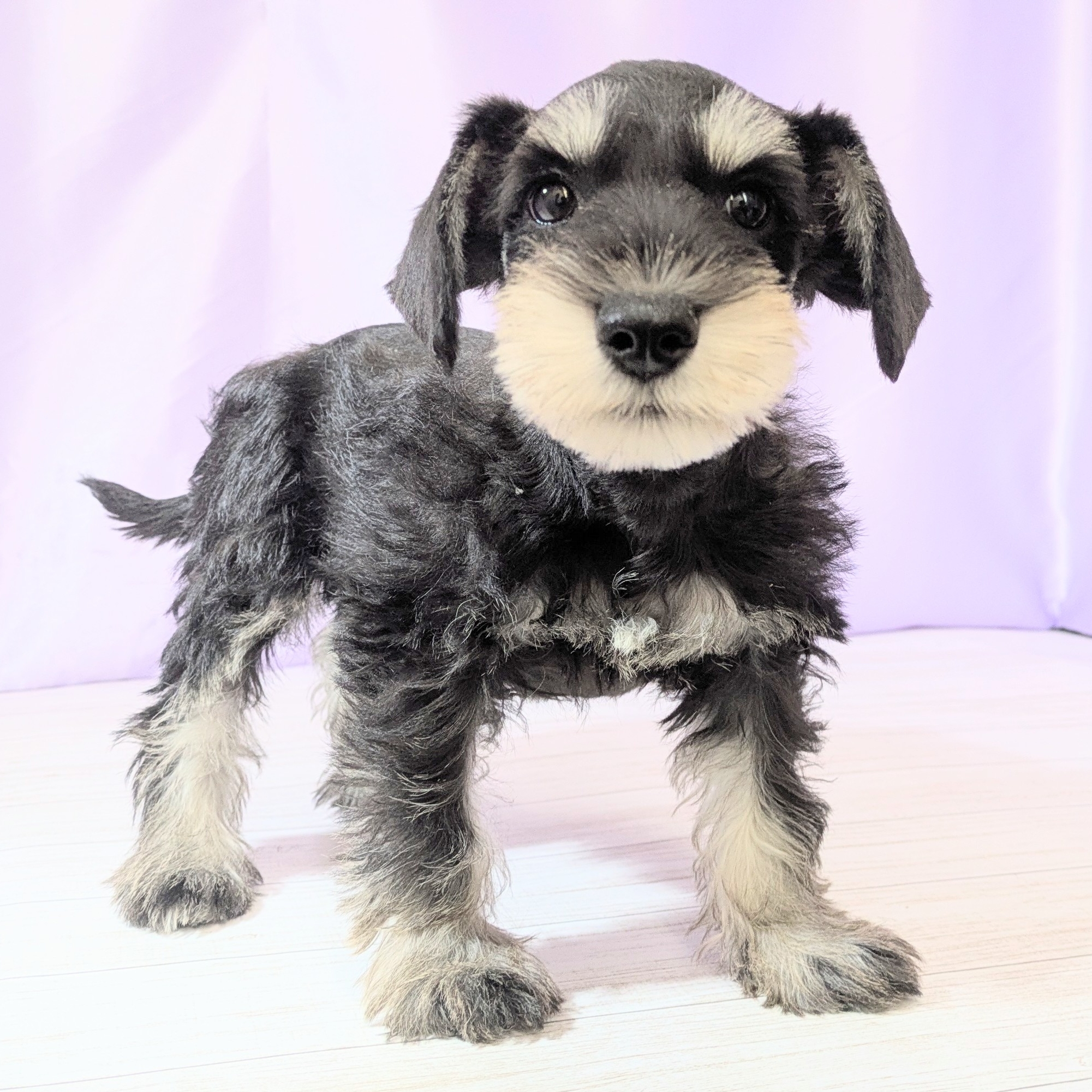 兵庫県のミニチュアシュナウザー (犬の家＆猫の里尼崎店/2026年2月6日生まれ/女の子/ブラックシルバー)の子犬の3枚目の画像