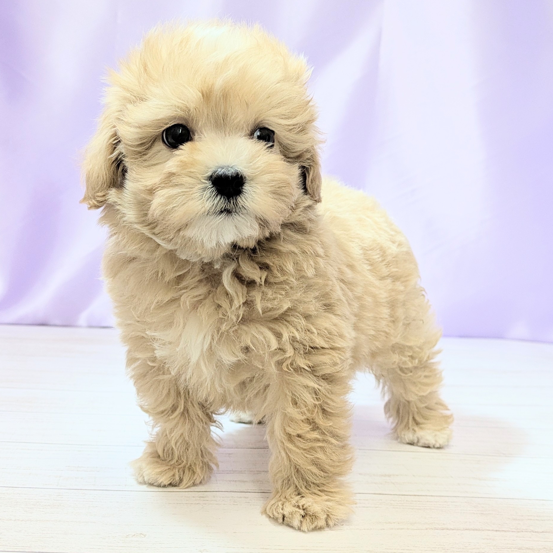 兵庫県のマルプー(マルチーズ×プードル) (犬の家＆猫の里尼崎店/2026年2月6日生まれ/男の子/クリーム)の子犬の3枚目の画像