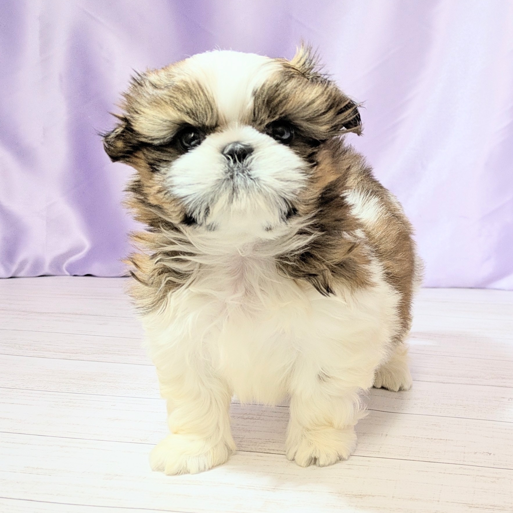 兵庫県のシーズー (犬の家＆猫の里尼崎店/2026年2月5日生まれ/男の子/ゴールドホワイト)の子犬の3枚目の画像