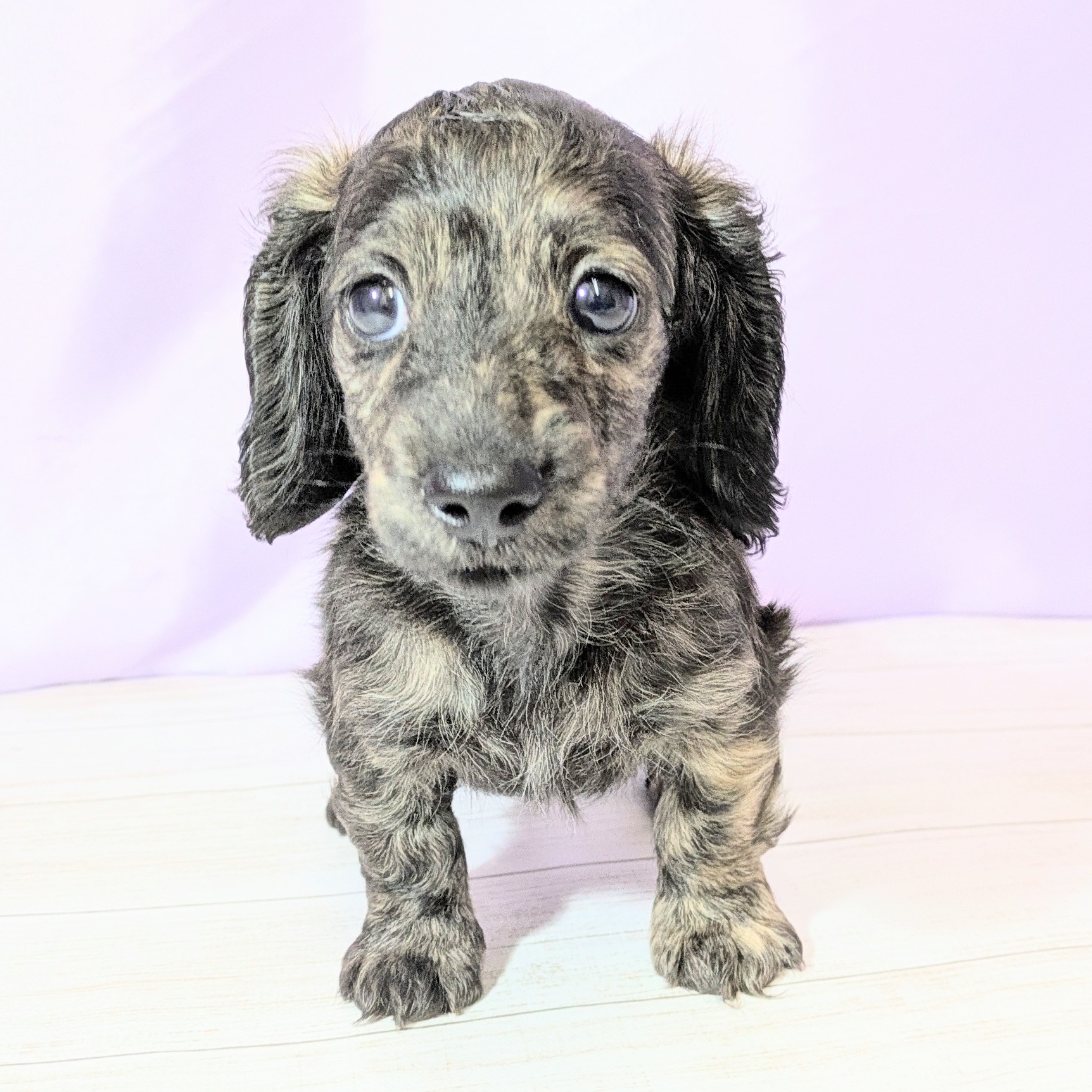 兵庫県のカニンヘンダックスフンド(ロング) (犬の家＆猫の里尼崎店/2026年1月31日生まれ/女の子/ブリンドル)の子犬の3枚目の画像