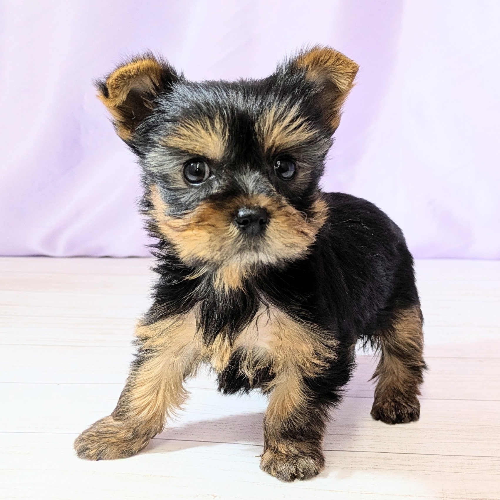 兵庫県のヨークシャーテリア (犬の家＆猫の里尼崎店/2026年2月13日生まれ/女の子/スチールブルータン)の子犬の3枚目の画像