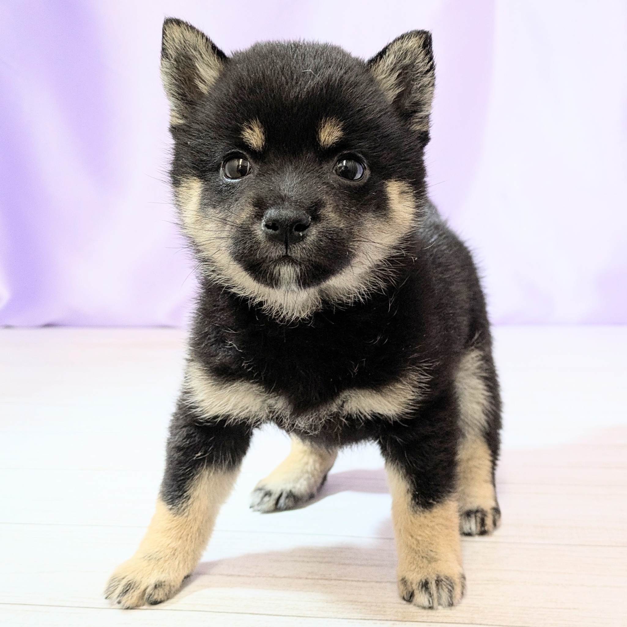 兵庫県の豆柴 (犬の家＆猫の里尼崎店/2026年2月14日生まれ/女の子/黒)の子犬の3枚目の画像