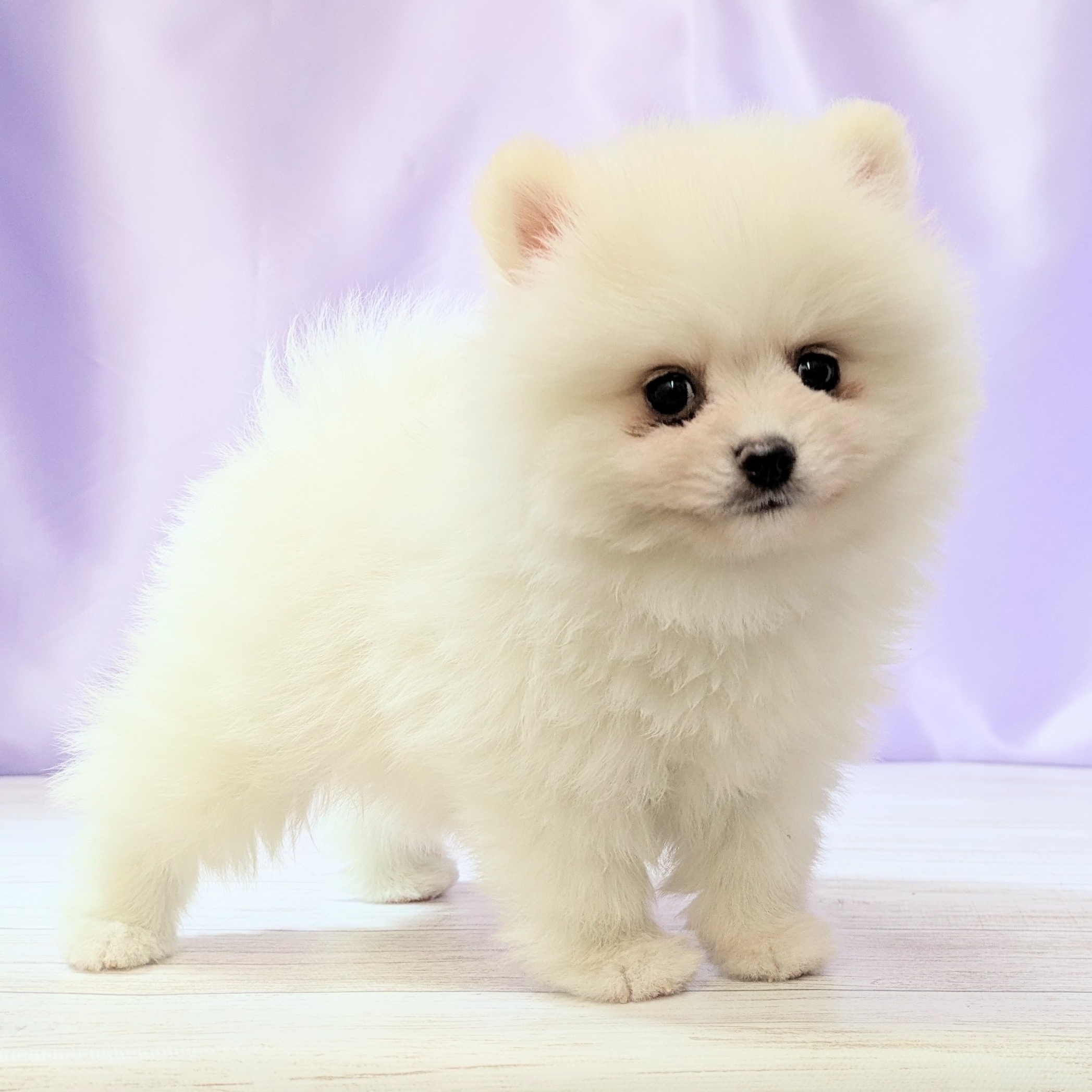 兵庫県のポメラニアン (犬の家＆猫の里尼崎店/2026年2月15日生まれ/男の子/ホワイト)の子犬の3枚目の画像