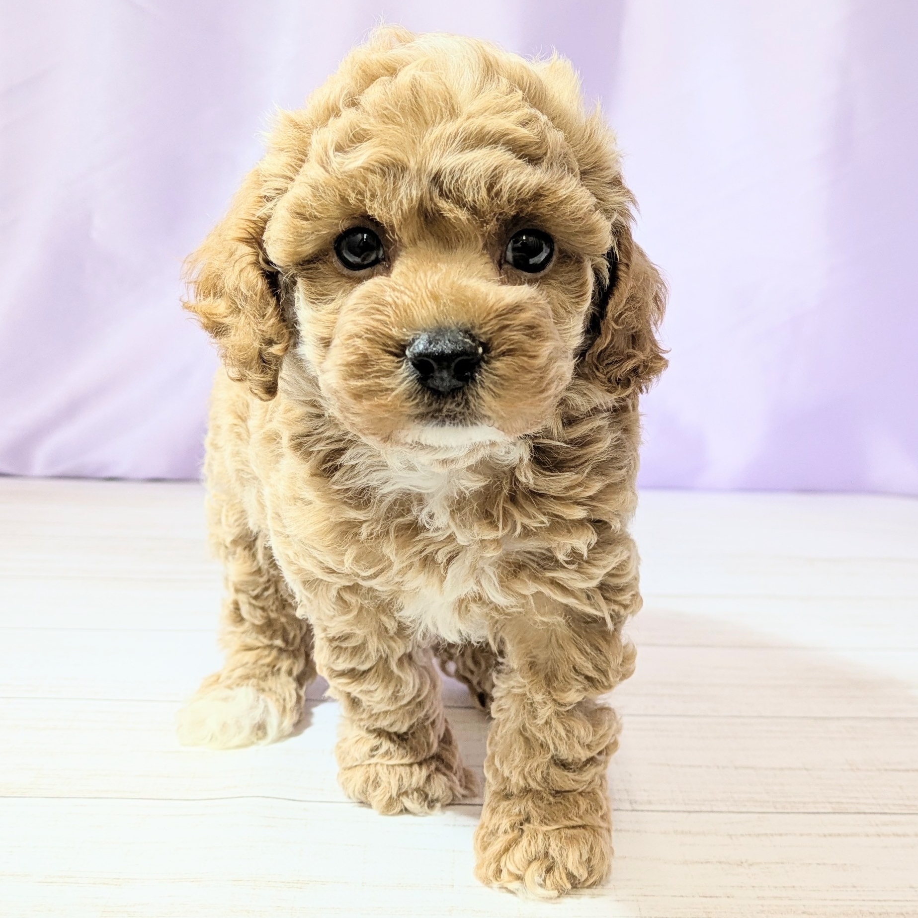 兵庫県のビションプー(ビションフリーゼ×プードル) (犬の家＆猫の里尼崎店/2026年2月22日生まれ/女の子/アプリコット)の子犬の3枚目の画像