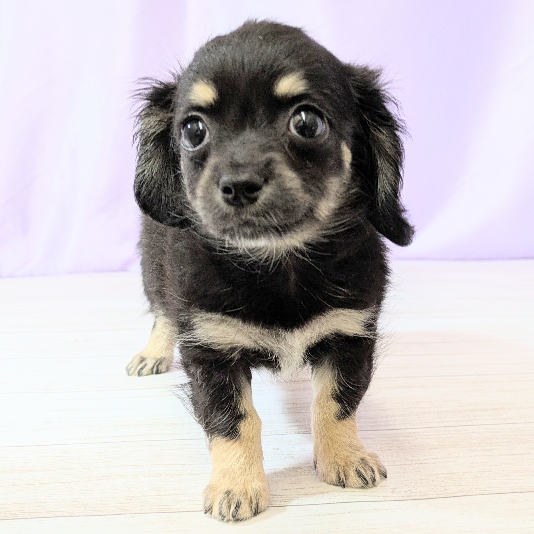 兵庫県のチワックス(チワワ×ダックス) (犬の家＆猫の里尼崎店/2026年2月21日生まれ/女の子/ブラックタン)の子犬の3枚目の画像