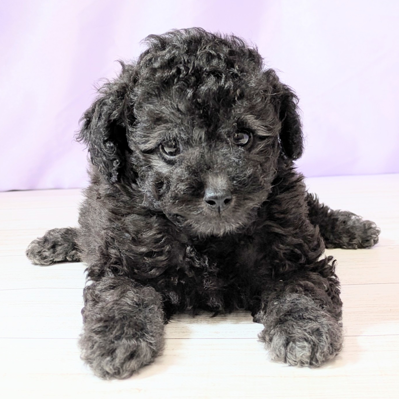 兵庫県のトイプードル(トイ) (犬の家＆猫の里尼崎店/2026年2月22日生まれ/女の子/グレー)の子犬の3枚目の画像