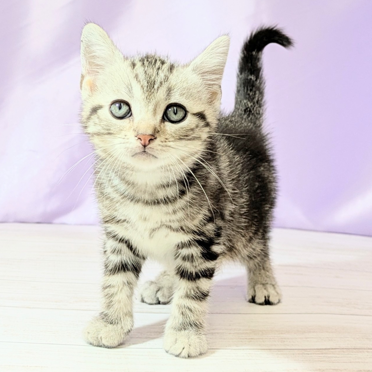 兵庫県のアメリカンショートヘアー (犬の家＆猫の里尼崎店/2026年2月26日生まれ/男の子/シルバータビー)の子猫の3枚目の画像