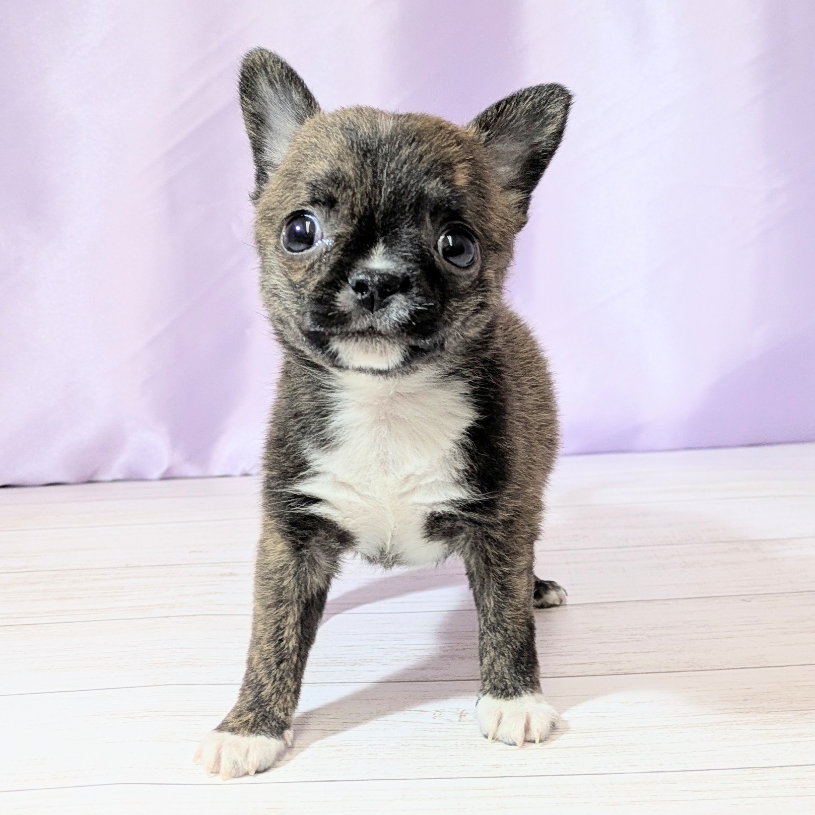 兵庫県のハーフ犬・ミックス犬 (犬の家＆猫の里尼崎店/2026年3月8日生まれ/男の子/ブリンドルホワイト)の子犬の3枚目の画像