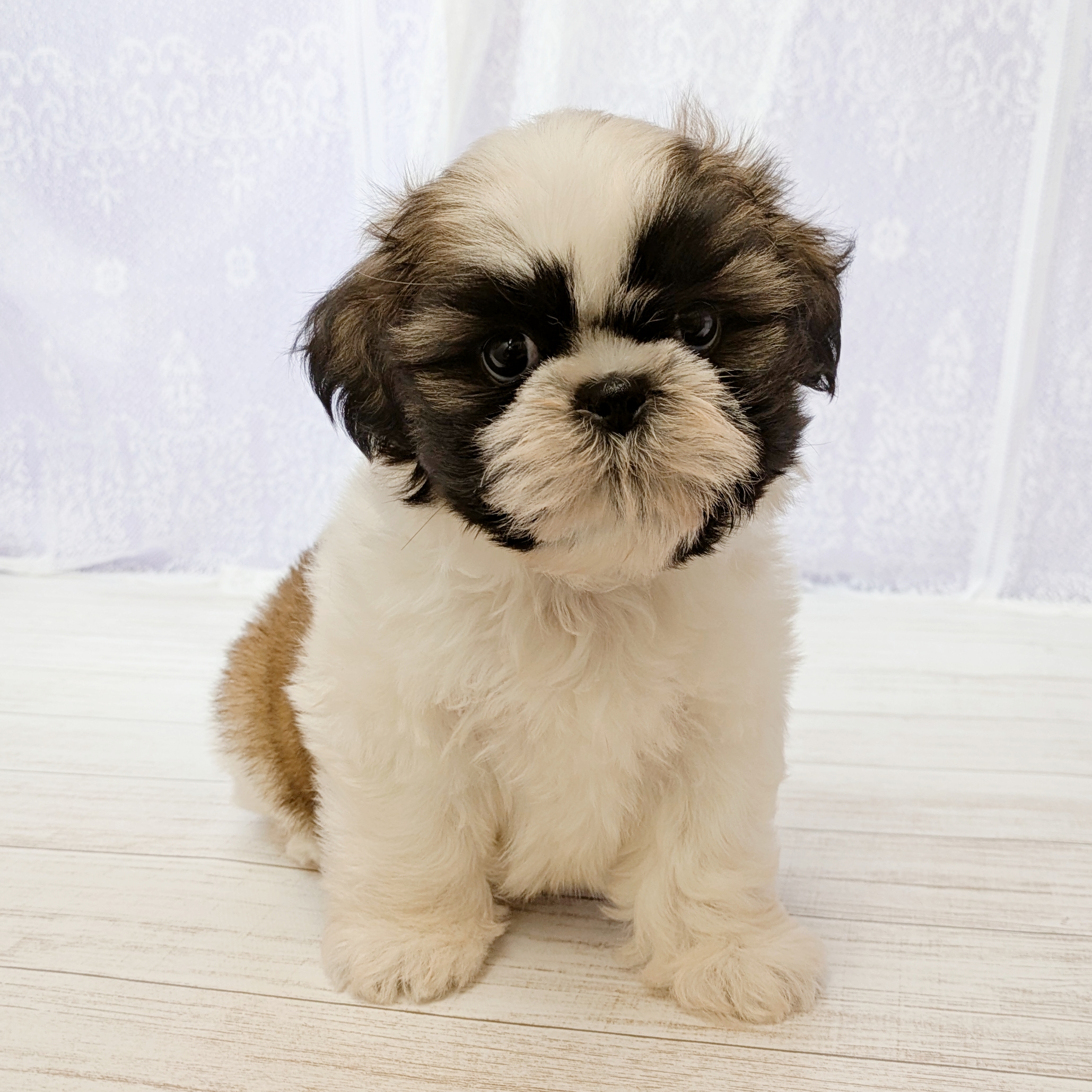 兵庫県のシーズー (犬の家＆猫の里尼崎店/2026年4月19日生まれ/男の子/ホワイトゴールド)の子犬の3枚目の画像