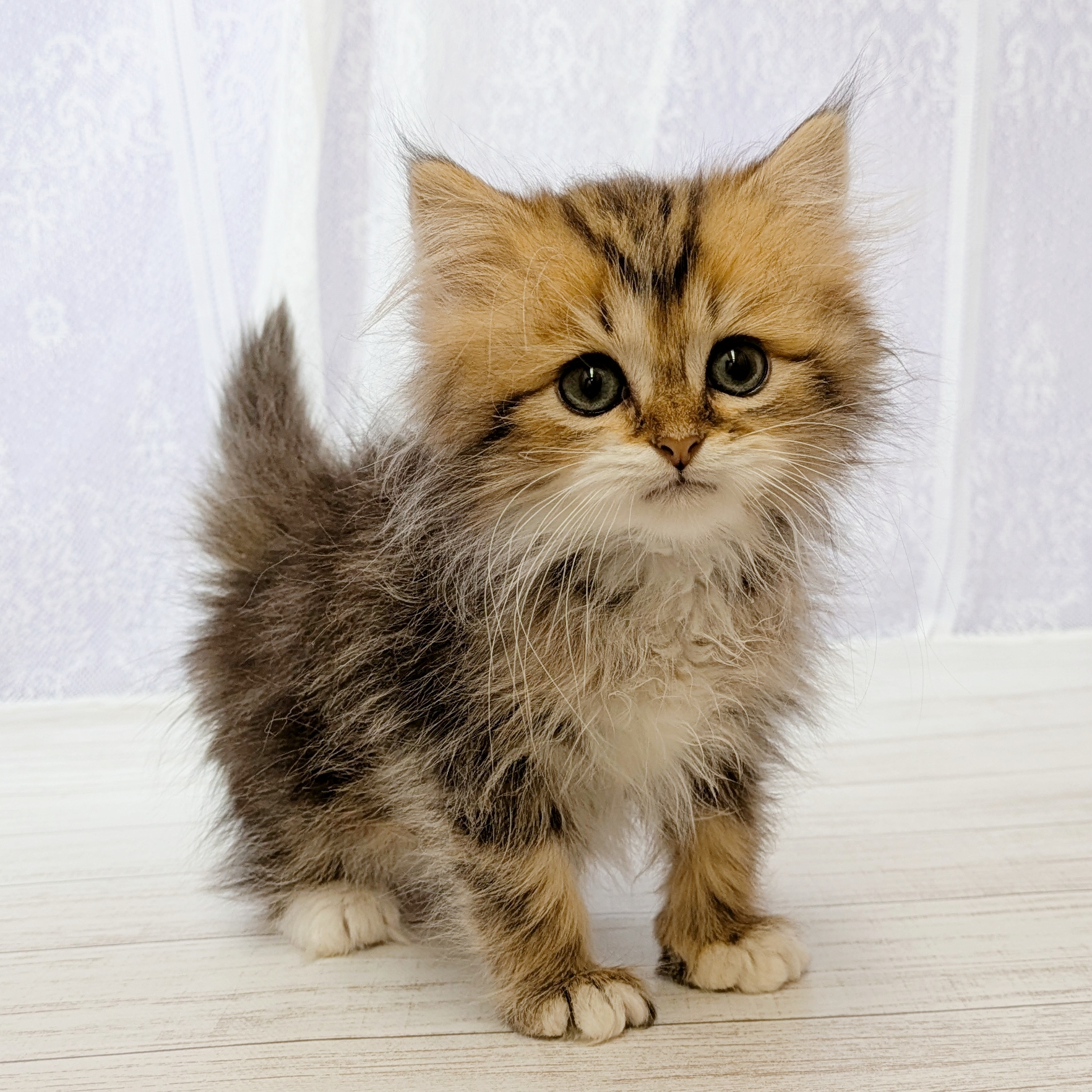 兵庫県のミヌエット (犬の家＆猫の里尼崎店/2026年4月11日生まれ/男の子/ブラウンタビーホワイト)の子猫の3枚目の画像