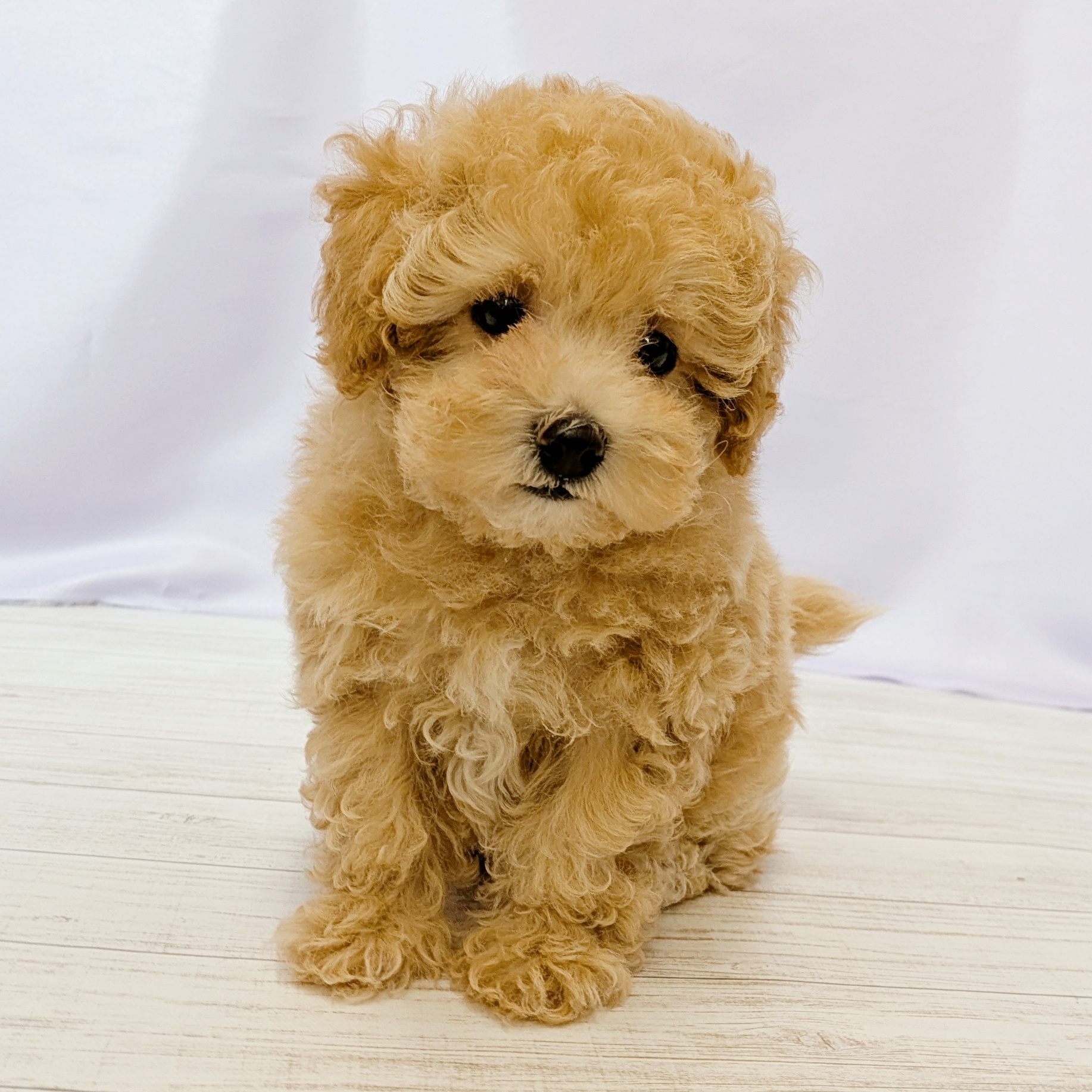 兵庫県のマルプー(マルチーズ×プードル) (犬の家＆猫の里尼崎店/2026年4月16日生まれ/男の子/アプリコット)の子犬の3枚目の画像