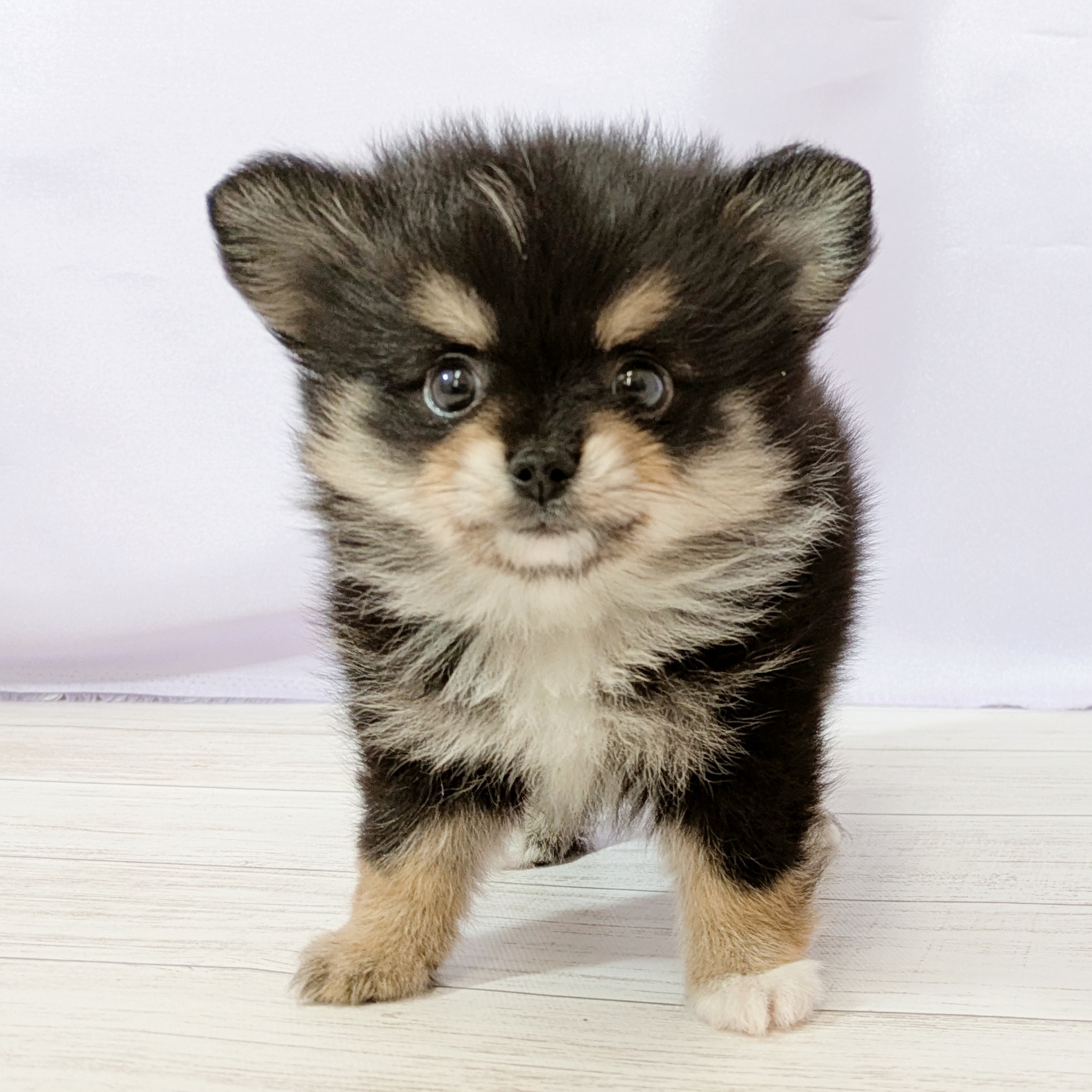兵庫県のポメチワ/チワポメ/ポメチー(ポメラニアン×チワワ) (犬の家＆猫の里尼崎店/2026年4月21日生まれ/女の子/ブラックタン)の子犬の3枚目の画像