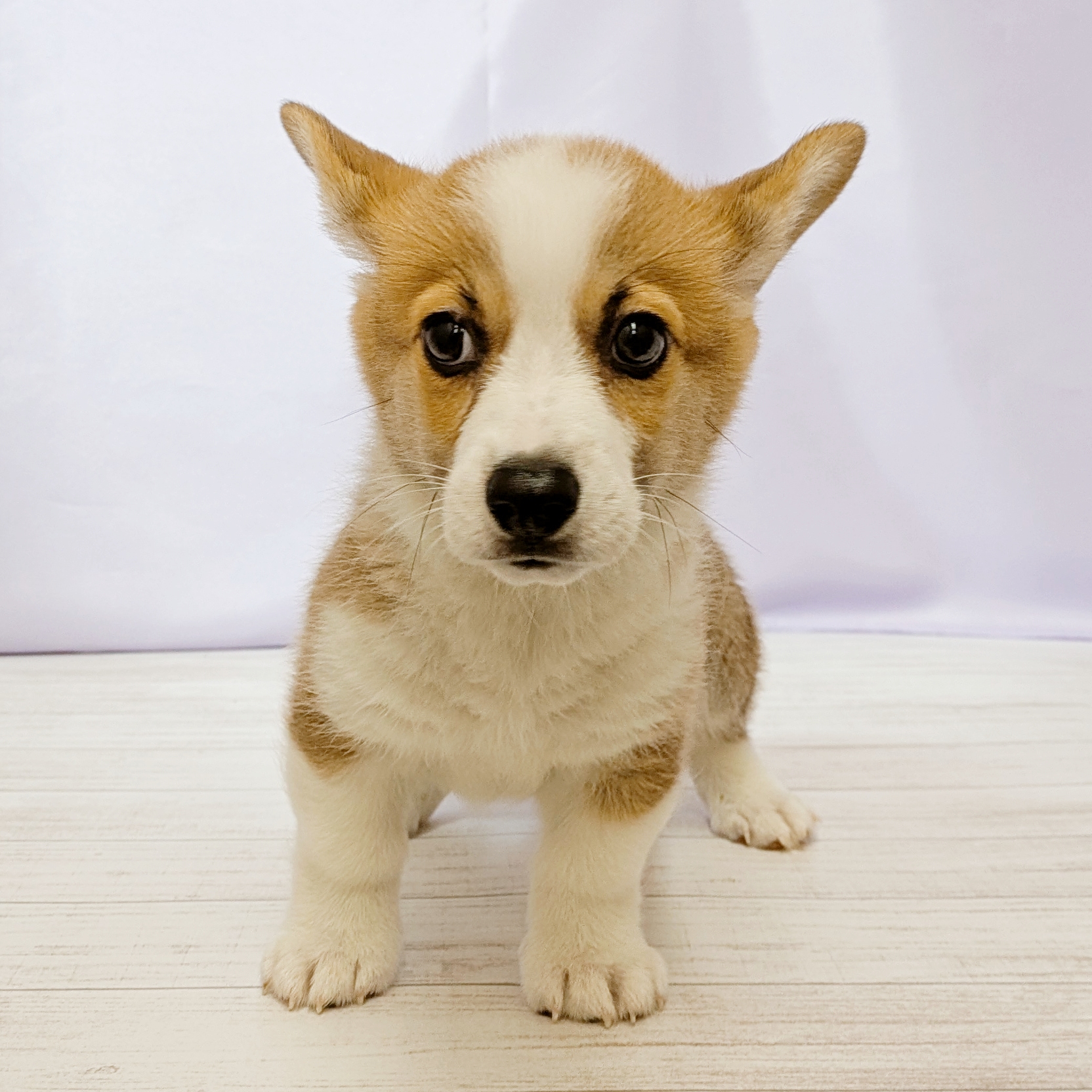 兵庫県のウェルシュコーギーペンブローク (犬の家＆猫の里尼崎店/2026年4月17日生まれ/男の子/レッドホワイト)の子犬の3枚目の画像